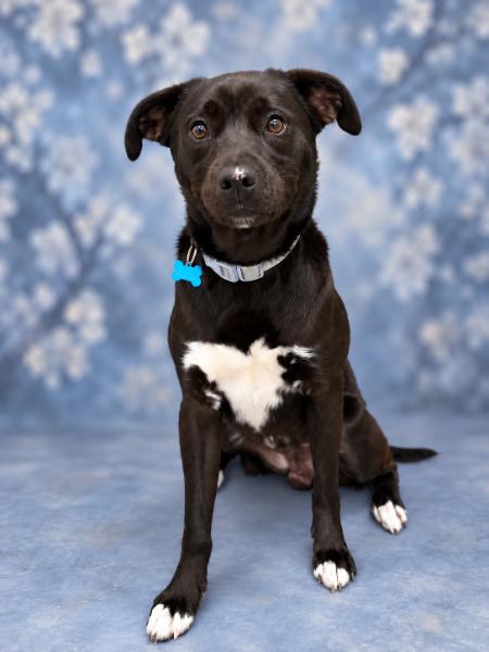 Enlarge Remy, a Adoptable mixed breed in Aurora, NE image 3/3