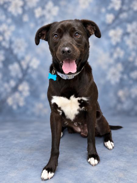 Enlarge Remy, a Adoptable mixed breed in Aurora, NE image 2/3