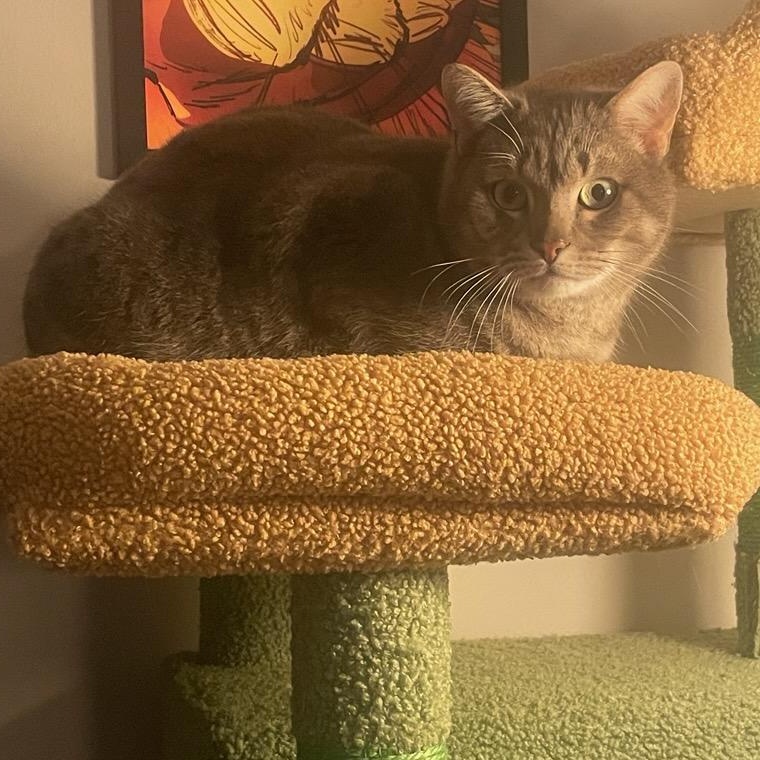 Wirt, Adoptable, Adult Male Tabby & Domestic Short Hair.