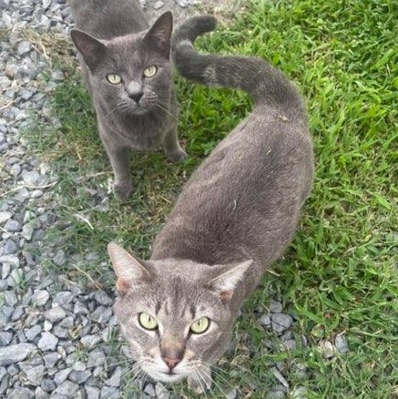 Wirt, a Adoptable mixed breed in Nashville, TN image 2/2