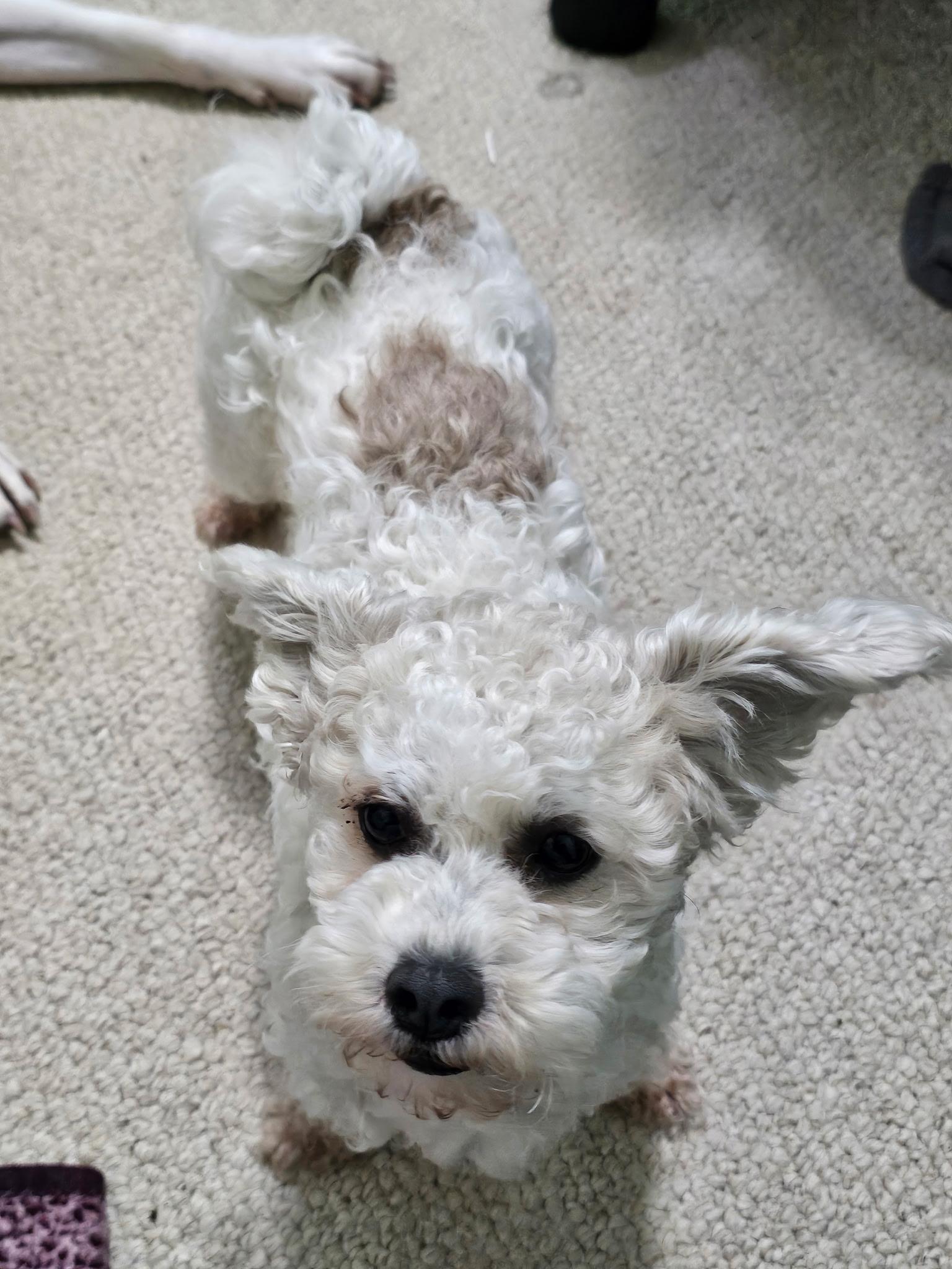 Enlarge Colson, an adopted mixed breed in Columbus, OH image 6/6