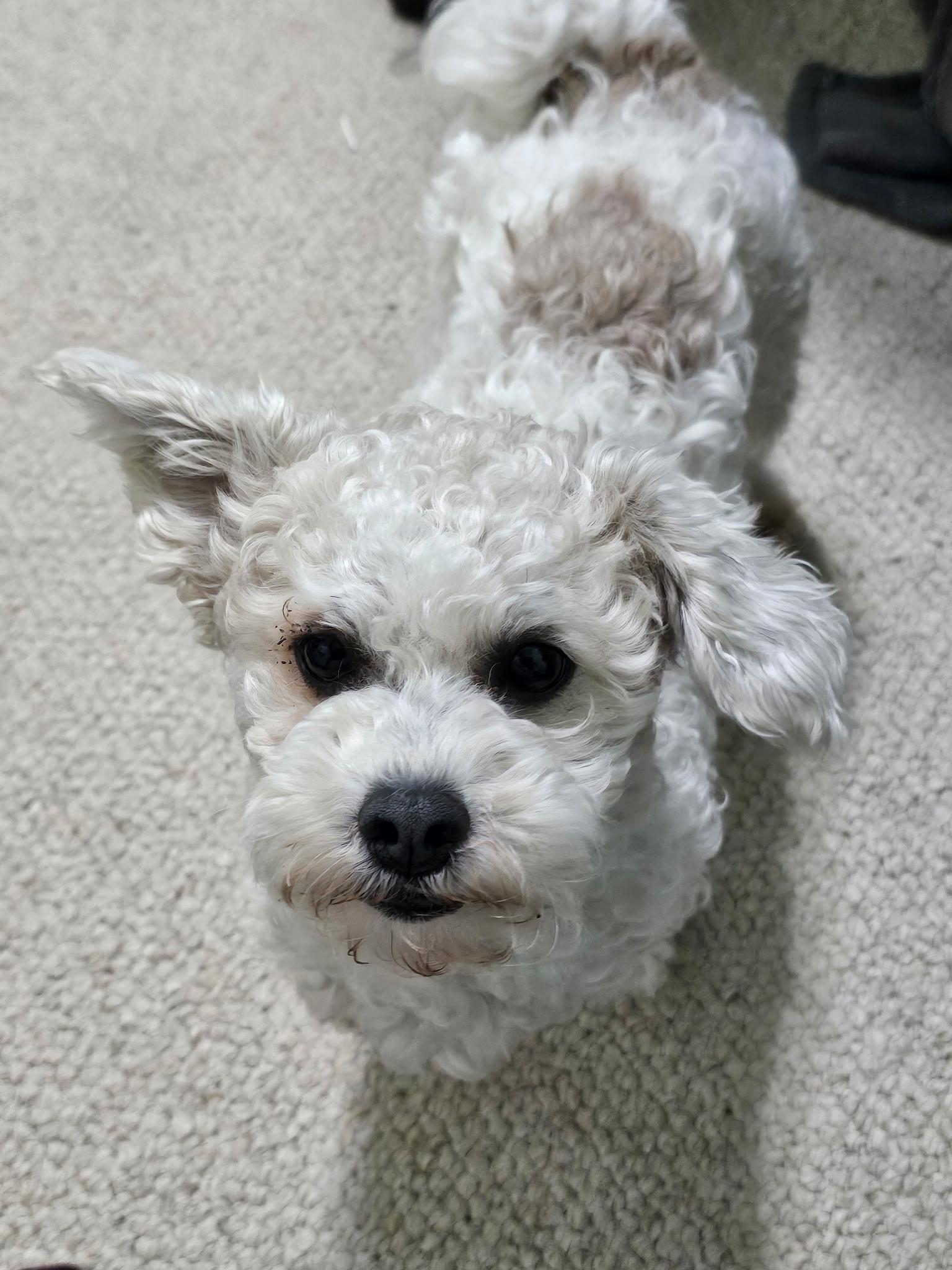 Enlarge Colson, an adopted mixed breed in Columbus, OH image 1/6