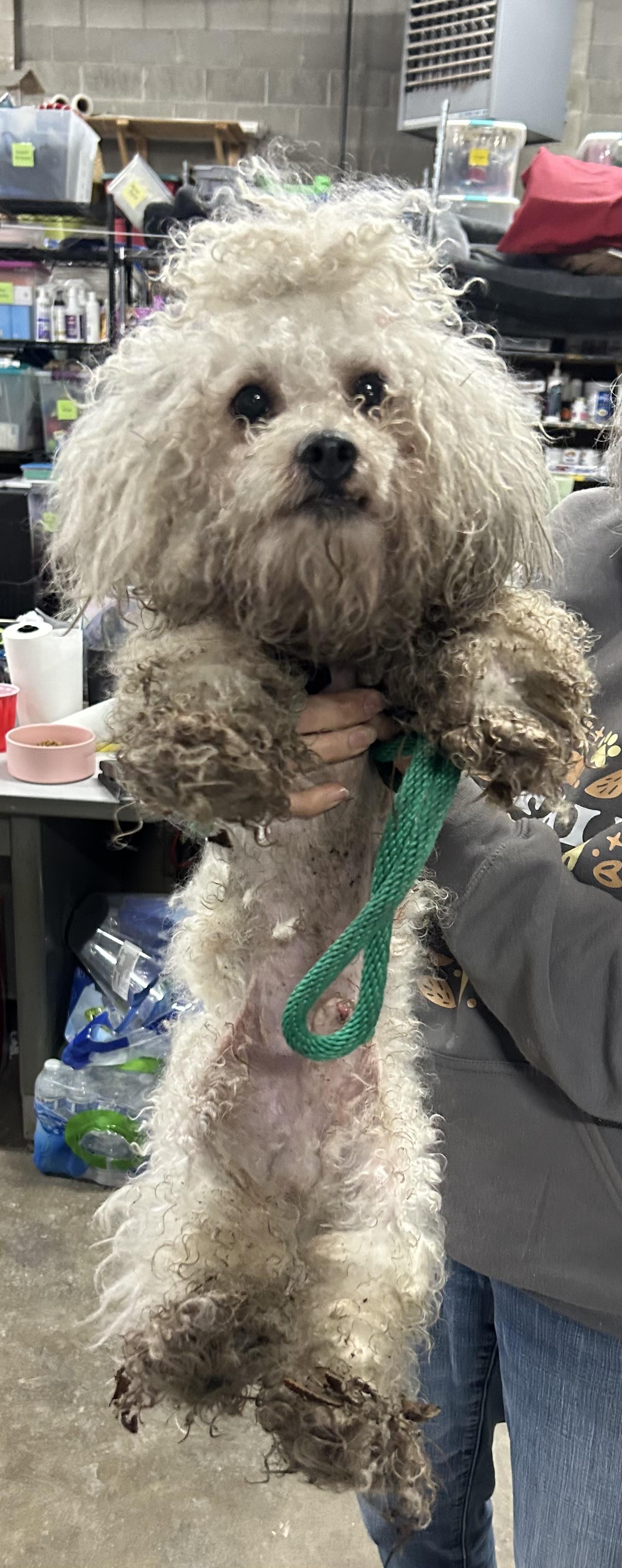 Enlarge Colson, an adopted mixed breed in Columbus, OH image 2/6