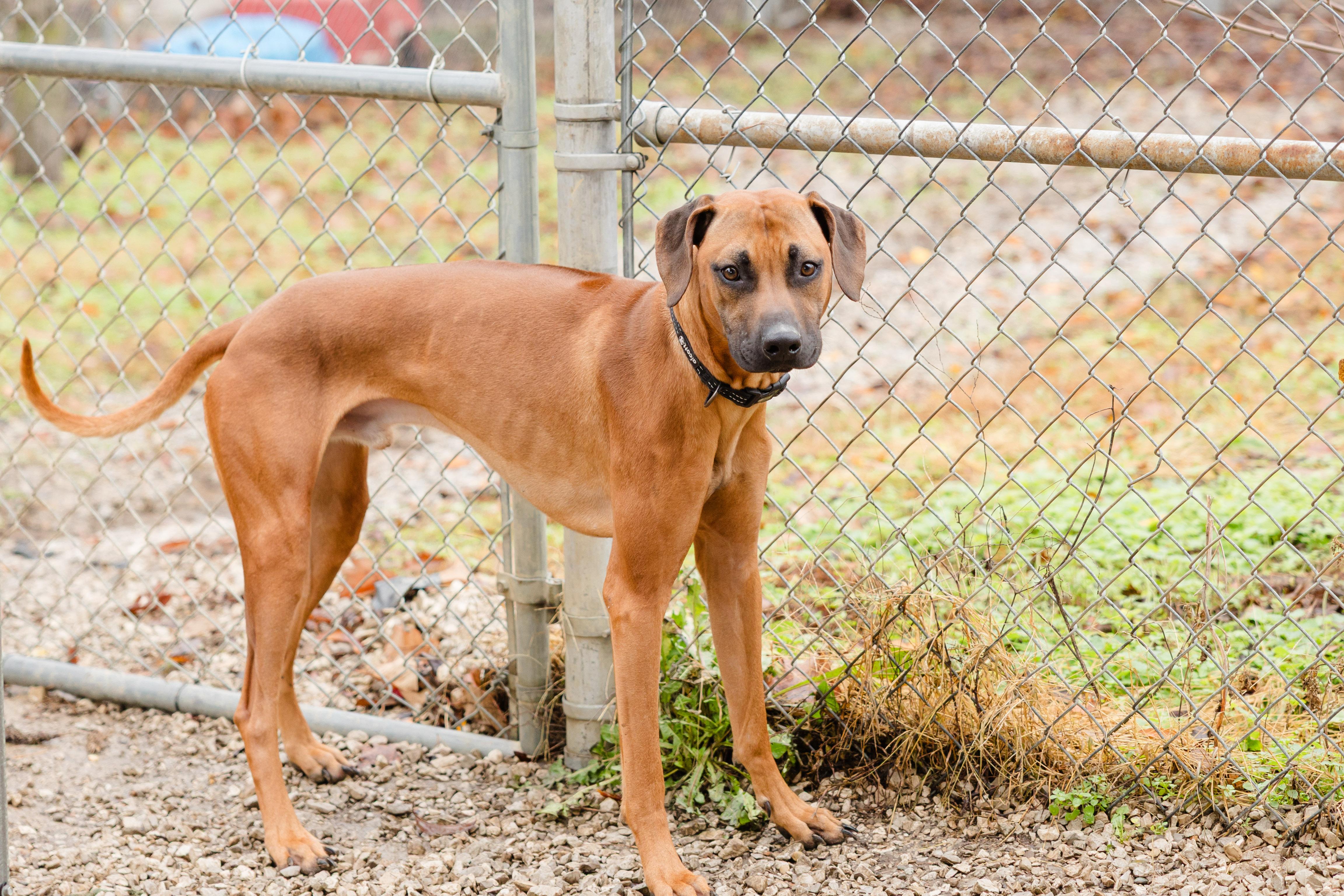 Enlarge Remington, a ADOPTABLE Rhodesian Ridgeback in Newburgh, IN image 2/4