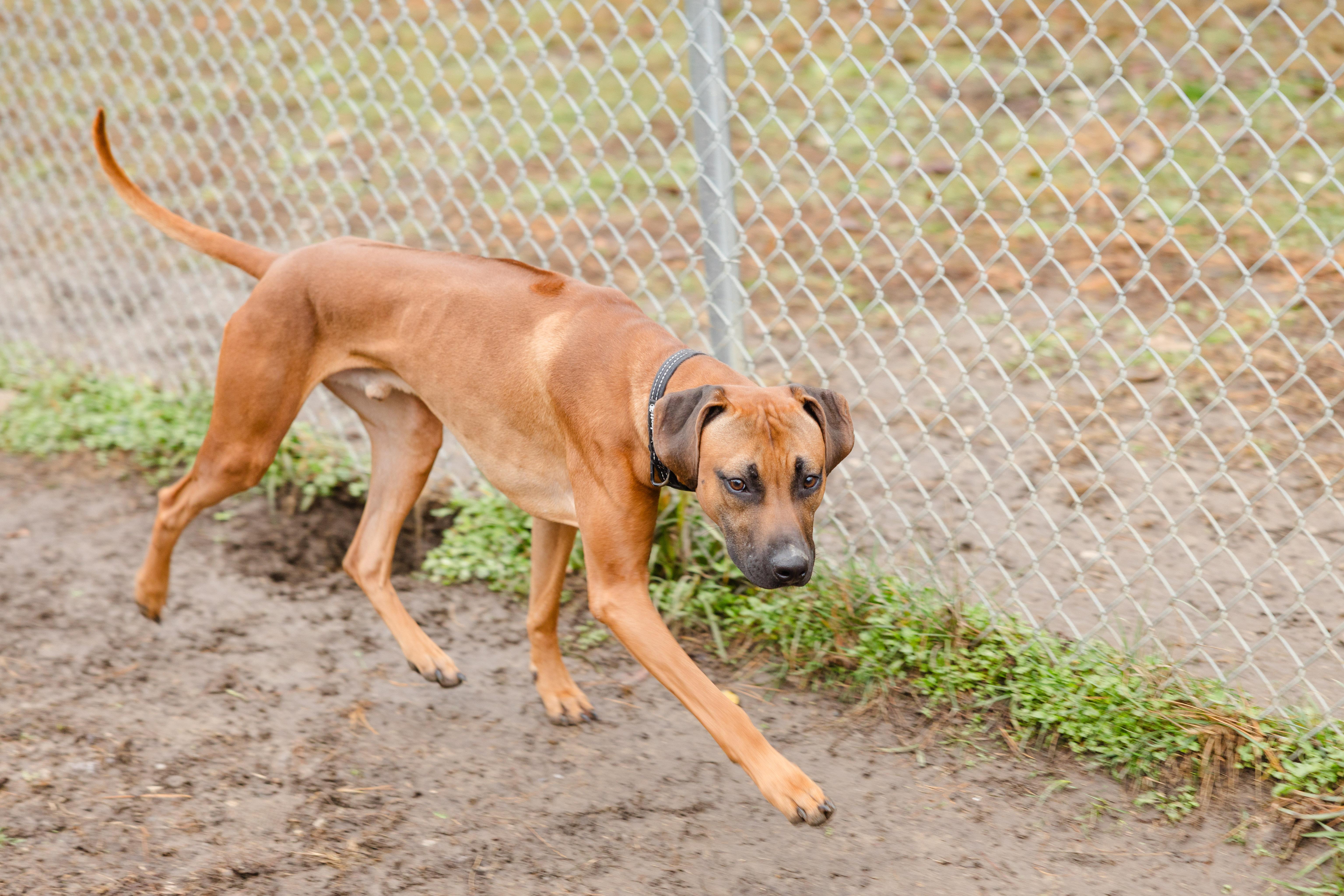 Remington thumbnail 3