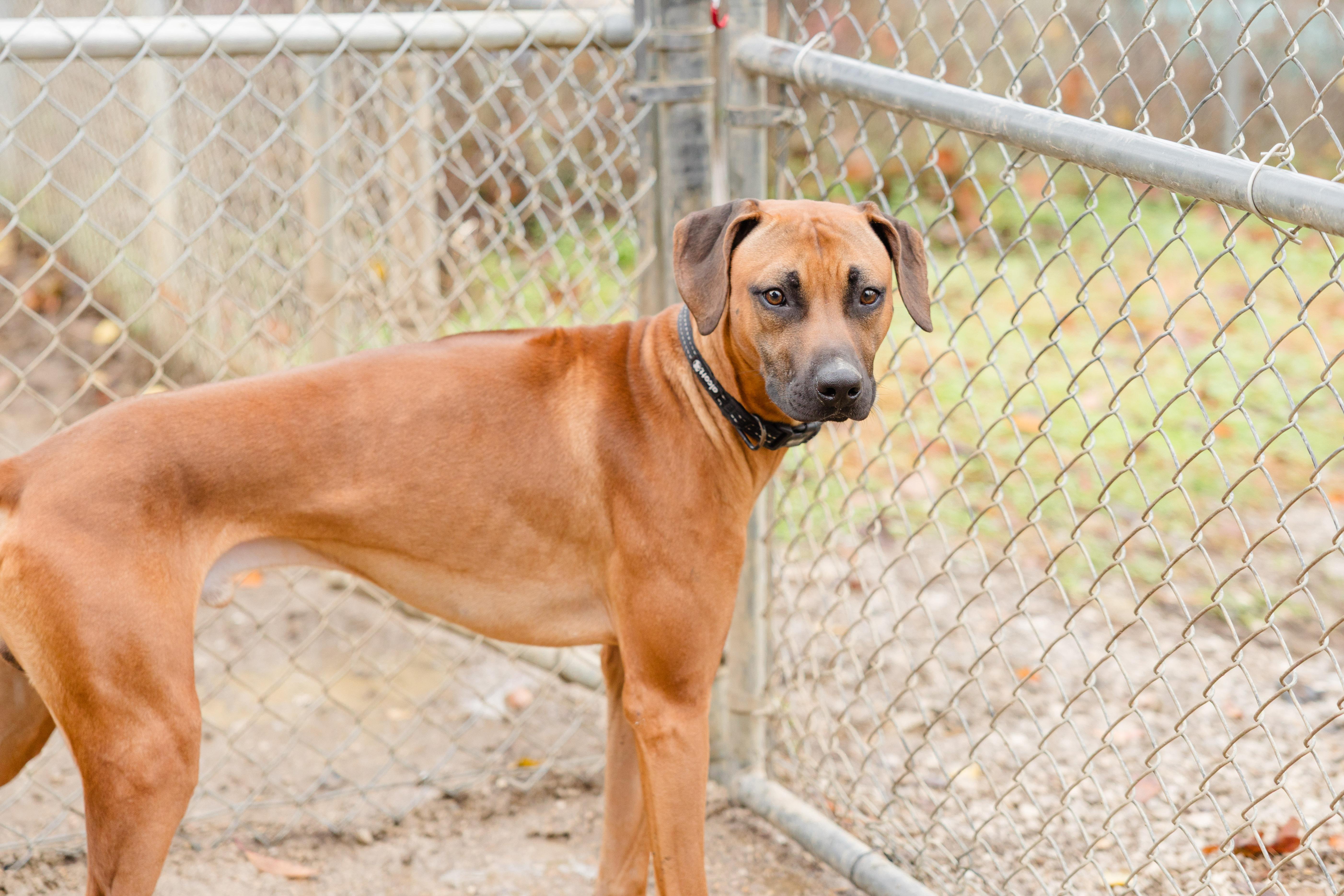 Enlarge Remington, a ADOPTABLE Rhodesian Ridgeback in Newburgh, IN image 3/4