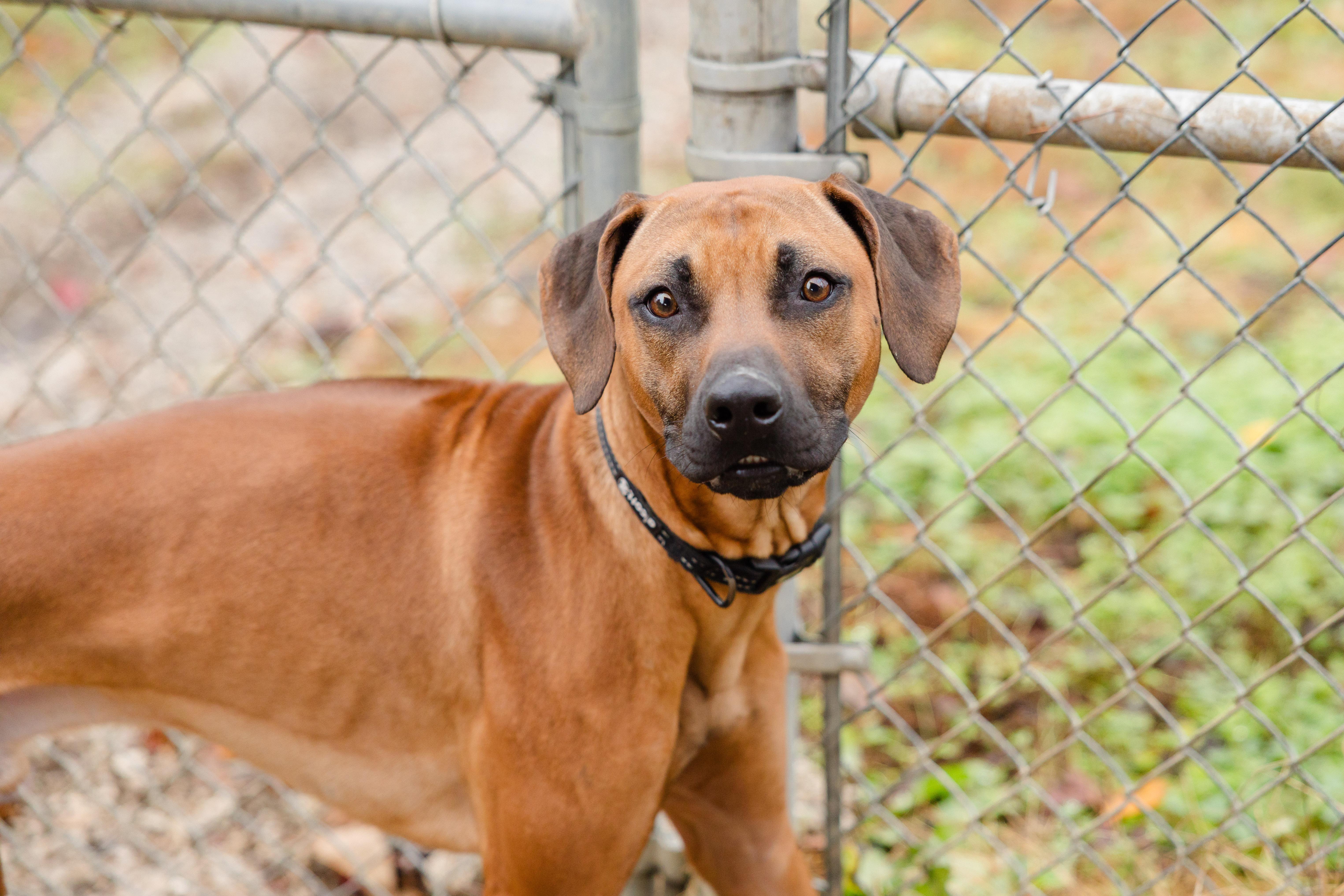 Remington, ADOPTABLE, Adult Male Rhodesian Ridgeback.