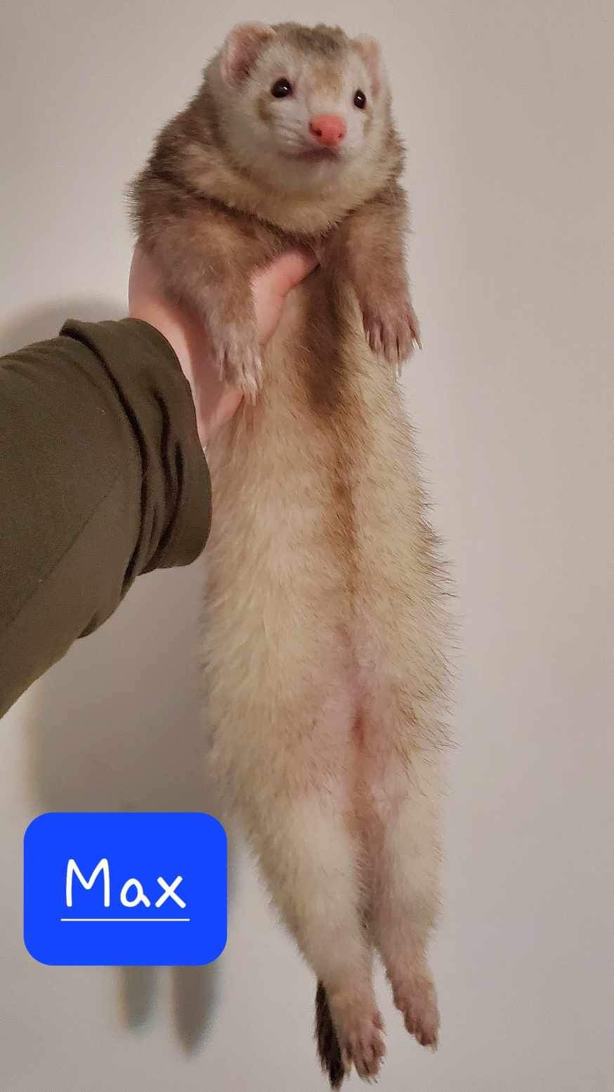 Max & Gizmo, Adopted, Adult Male Ferret.