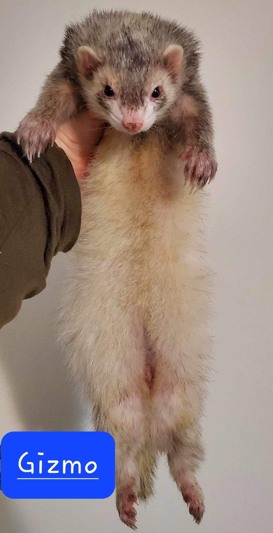 Enlarge Max & Gizmo, a Adopted Ferret in Columbus, OH image 2/2