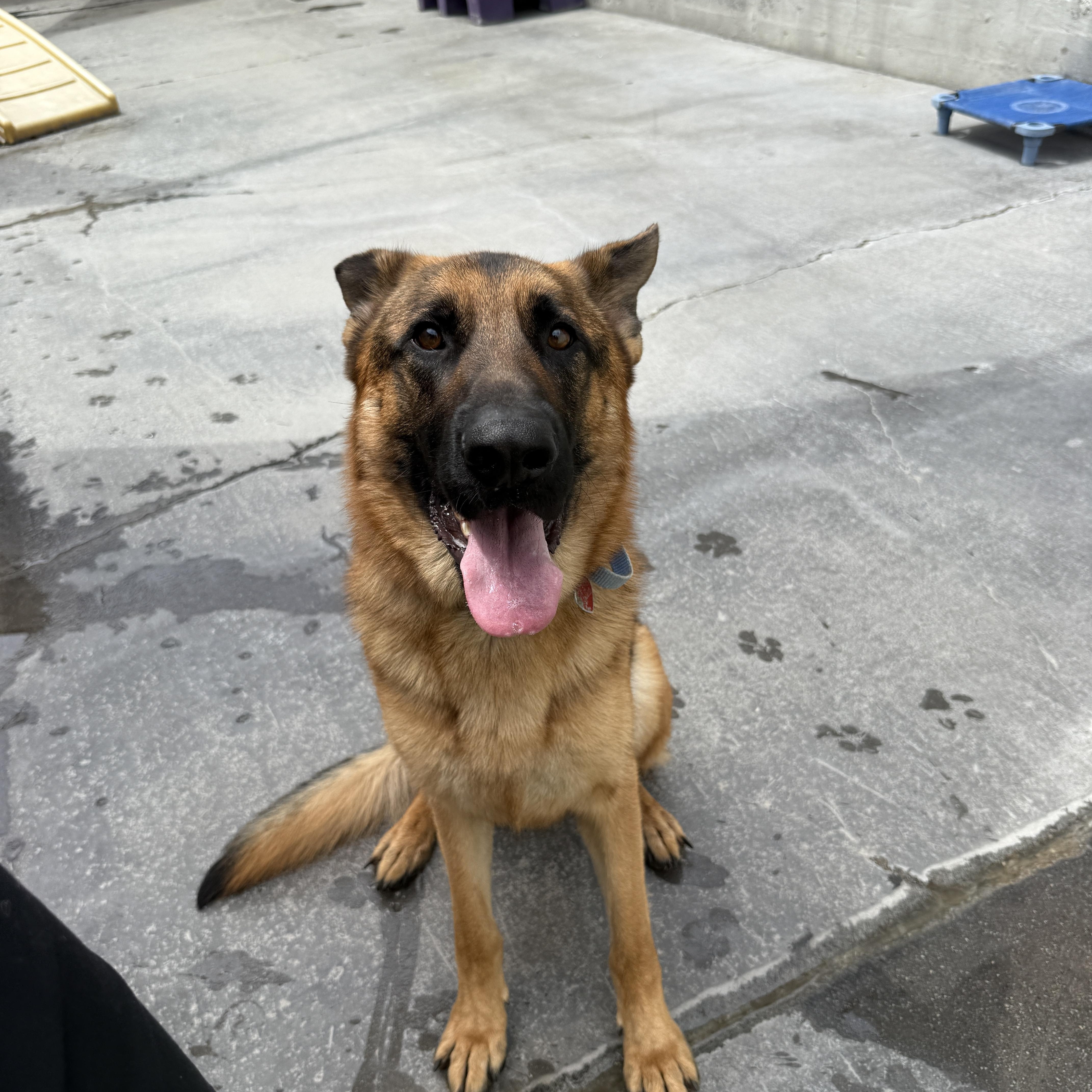 Mookie, a Adoptable mixed breed image 4/5