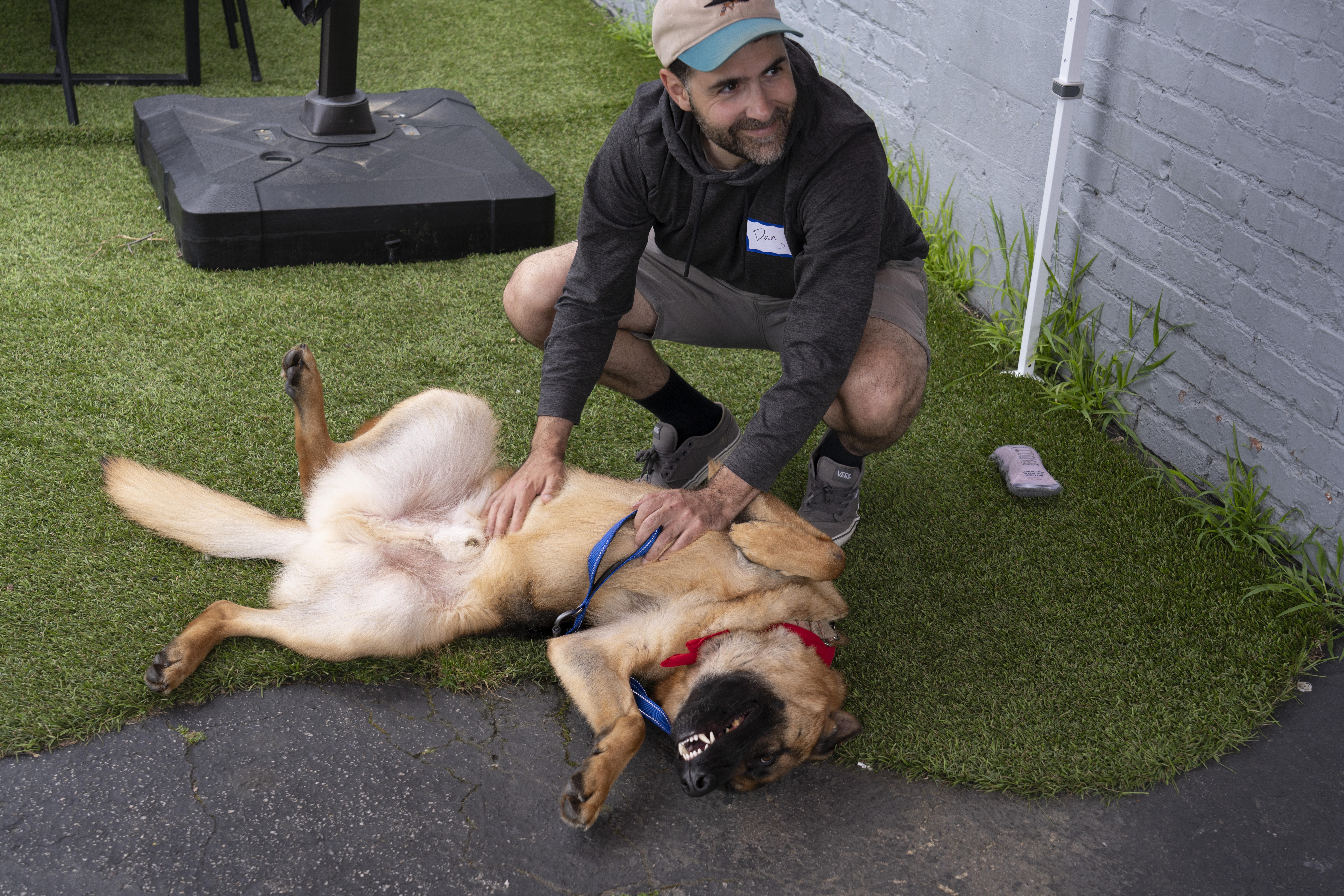 Enlarge Mookie, a Adoptable mixed breed in Los Angeles, CA image 5/5