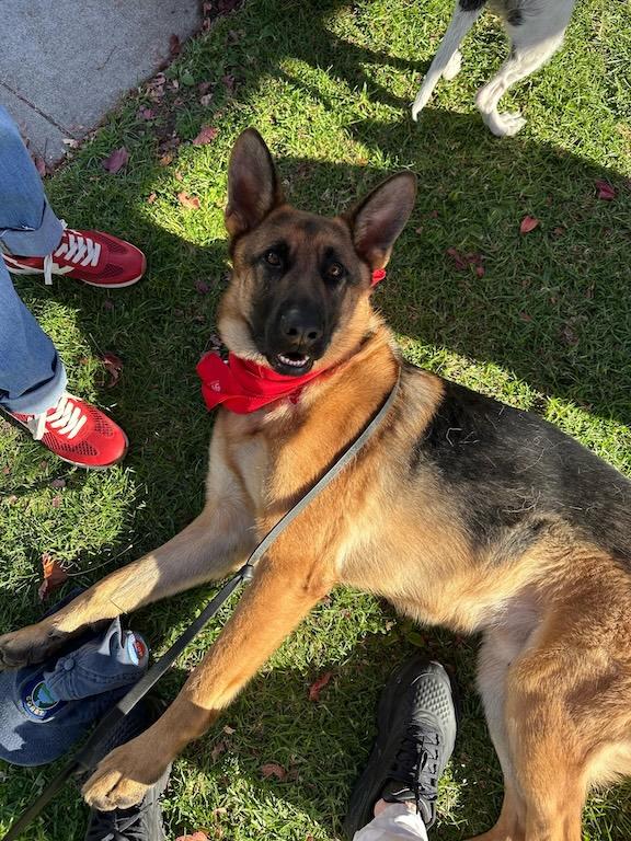 Mookie, a Adoptable mixed breed image 1/5