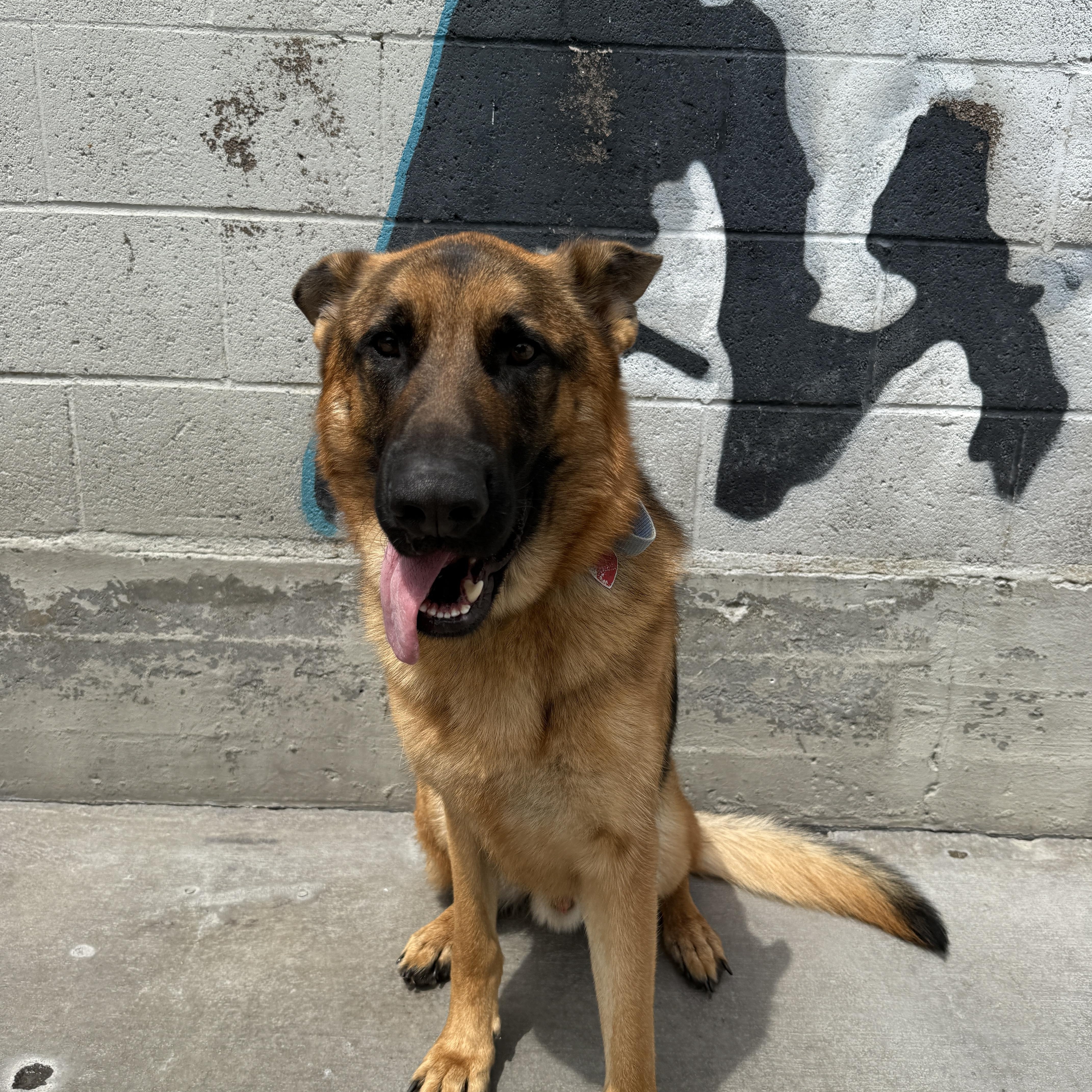 Mookie, Adoptable, Young Male German Shepherd Dog.