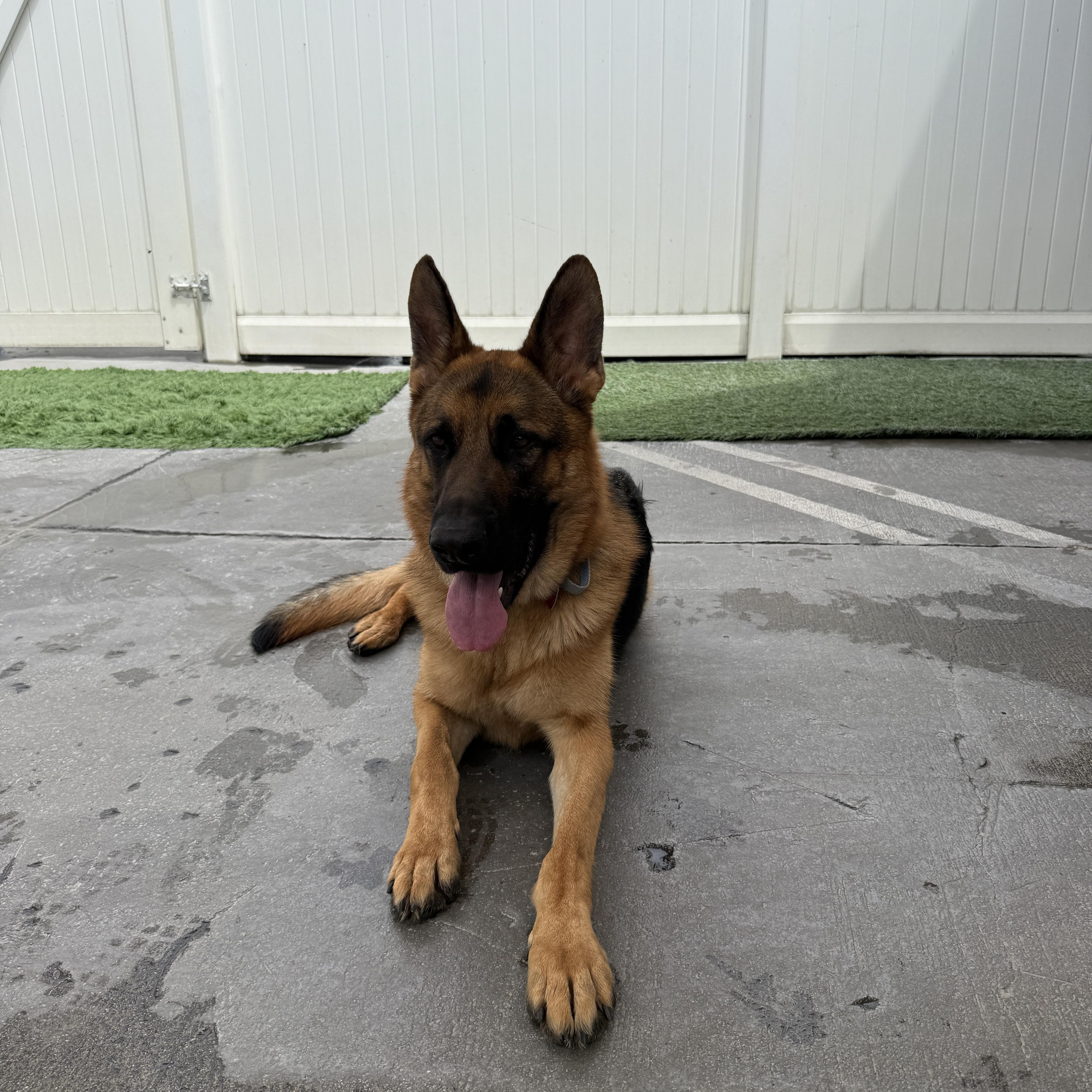 Mookie, a Adoptable mixed breed image 5/5