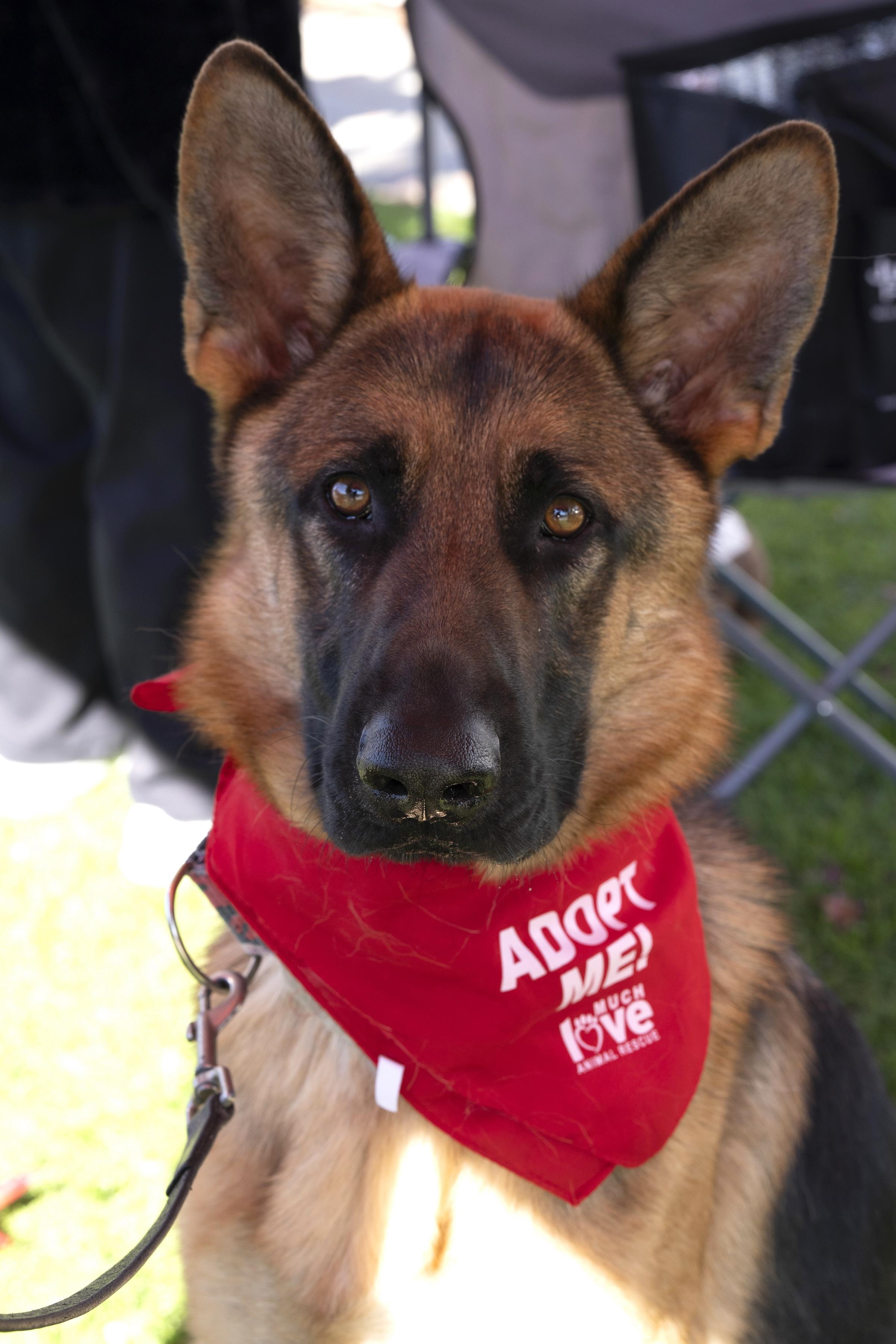 Mookie, Adoptable, Young Male German Shepherd Dog.