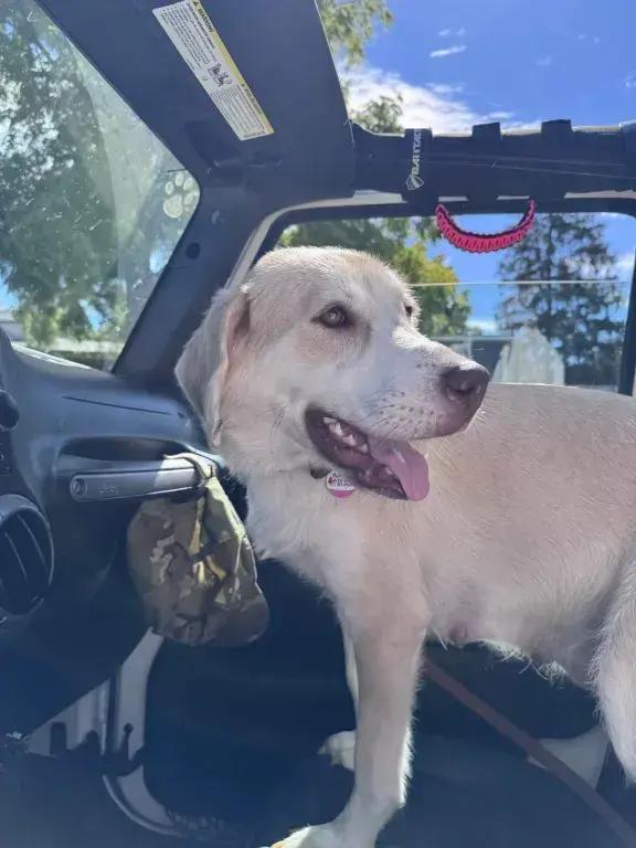 Enlarge Kia, a Adoptable mixed breed in Grand Rapids, MI image 2/6