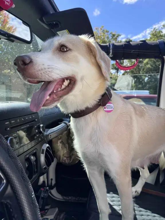 Enlarge Kia, a Adoptable mixed breed in Grand Rapids, MI image 6/6