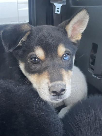 Beau, adopted, Puppy Male Siberian Husky & Shepherd.