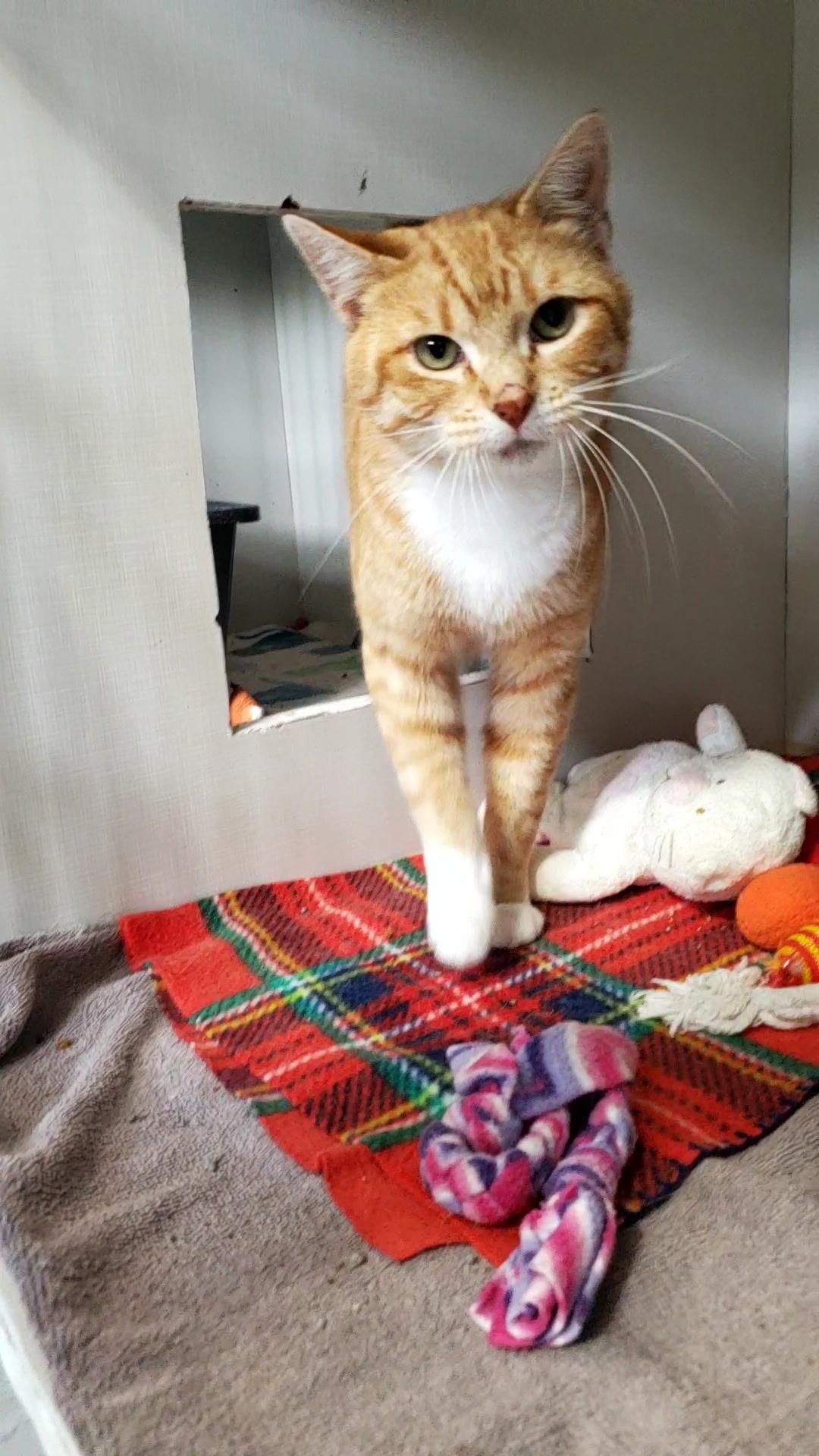 Enlarge Dallas, a Adoptable Domestic Short Hair in Hutchinson, MN image 1/4