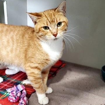 Enlarge Dallas, a Adoptable Domestic Short Hair in Hutchinson, MN image 2/4