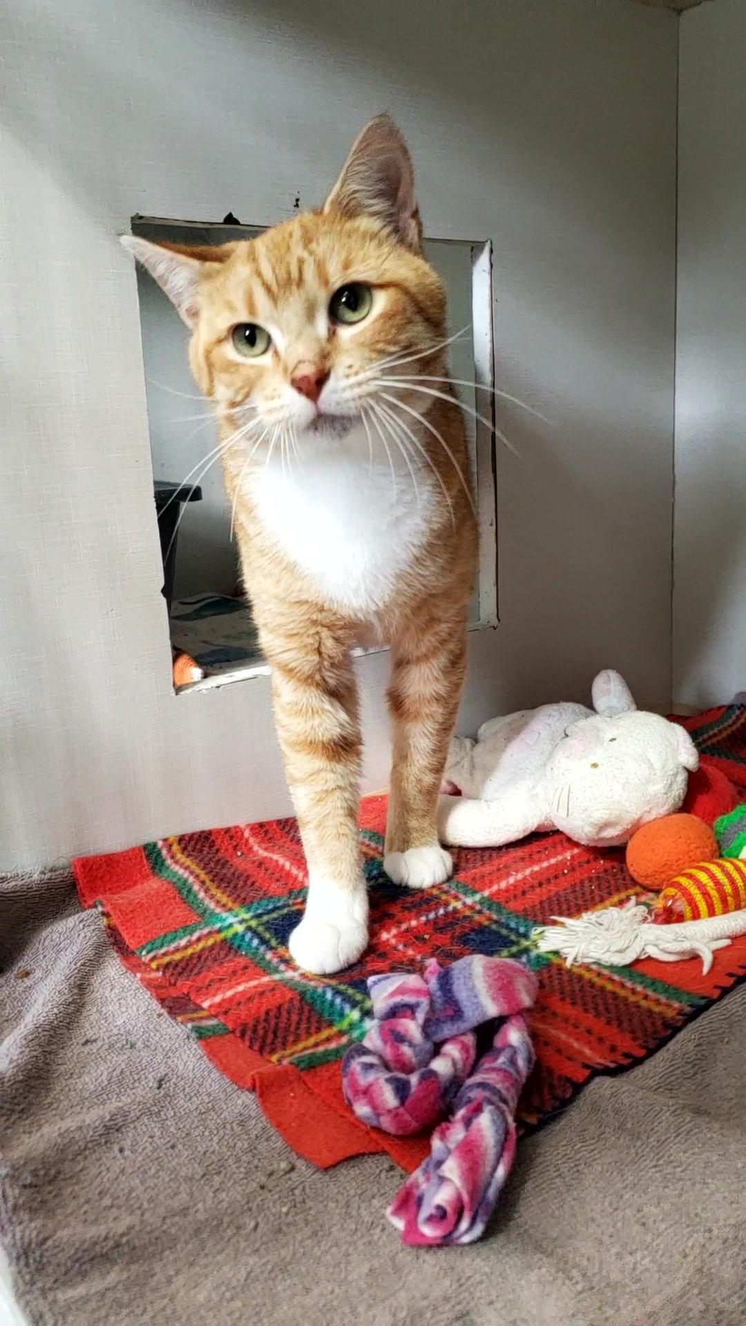 Enlarge Dallas, a Adoptable Domestic Short Hair in Hutchinson, MN image 3/4
