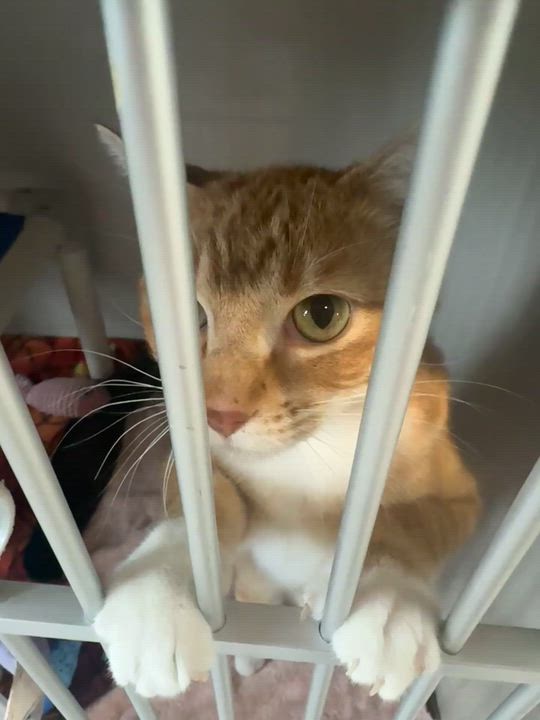 Enlarge Dallas, a Adoptable Domestic Short Hair in Hutchinson, MN video 4/4