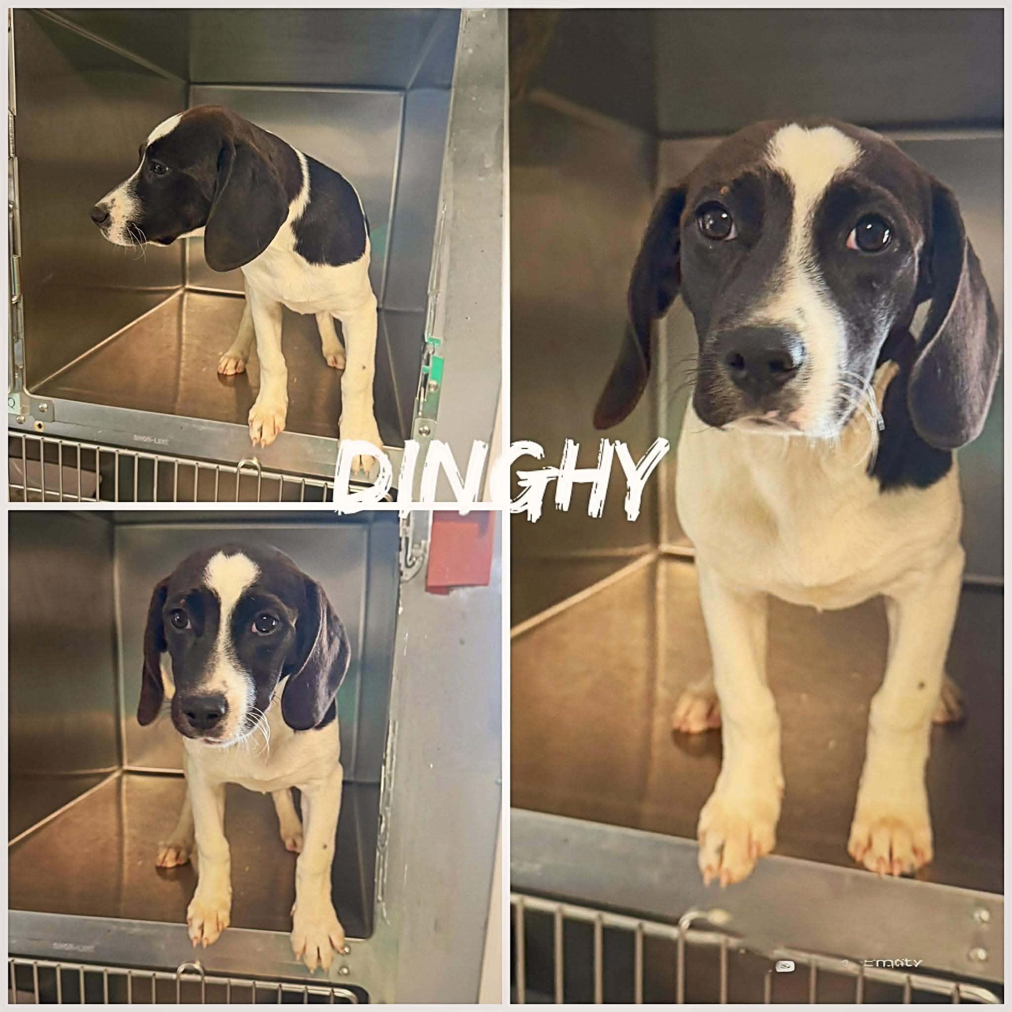 Dinghy, ADOPTABLE, Young Female Beagle.