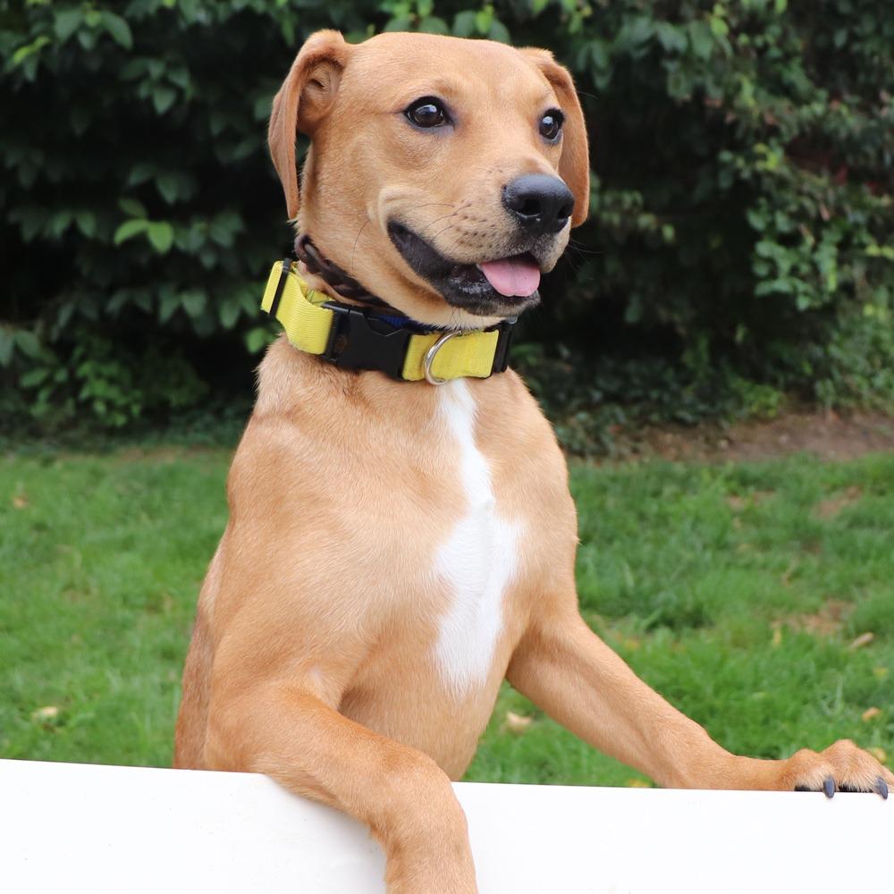 LA6756 Frankie, Adoptable, Young Female Mixed Breed.