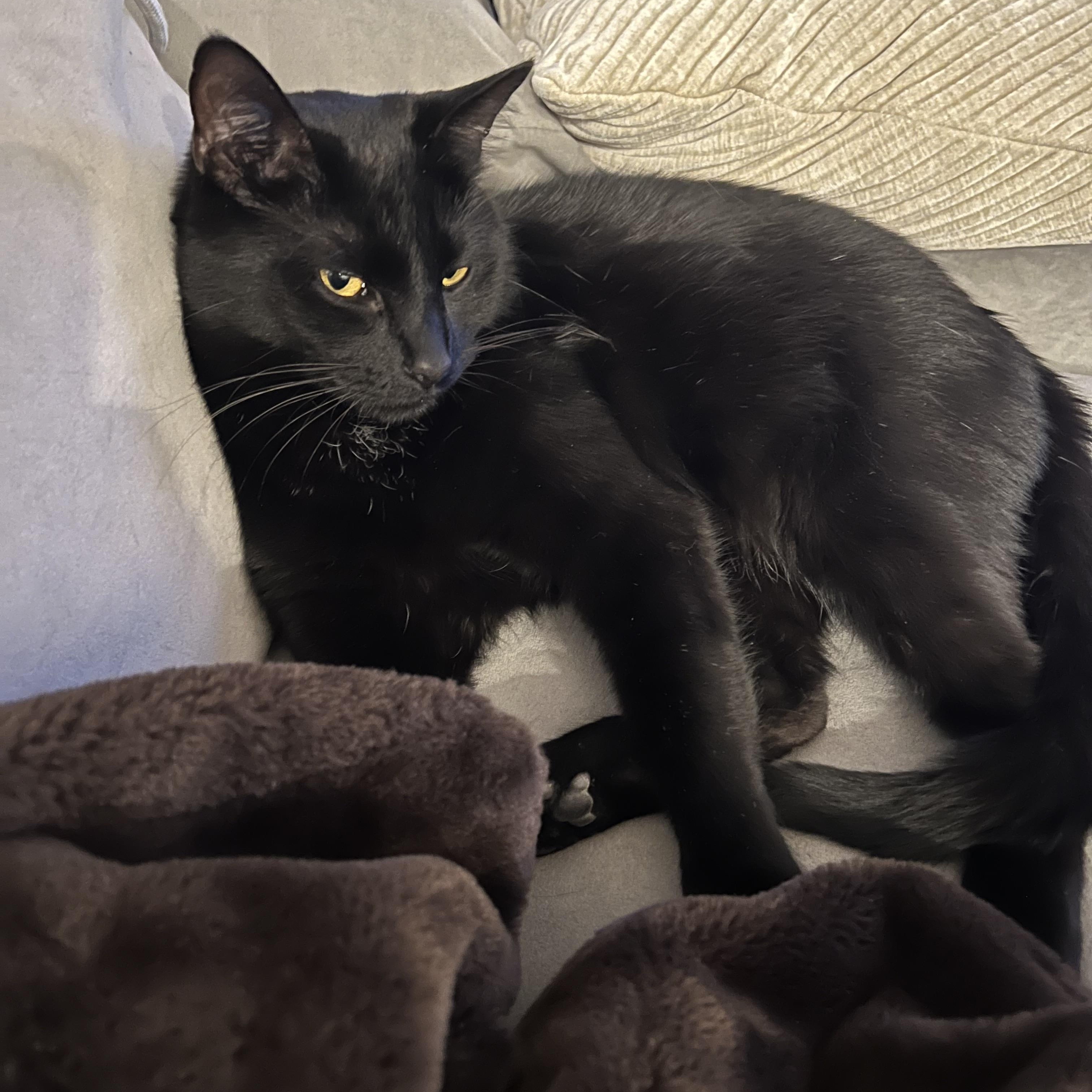 Enlarge Bubbles , a ADOPTABLE Domestic Short Hair in Columbus , OH image 2/4