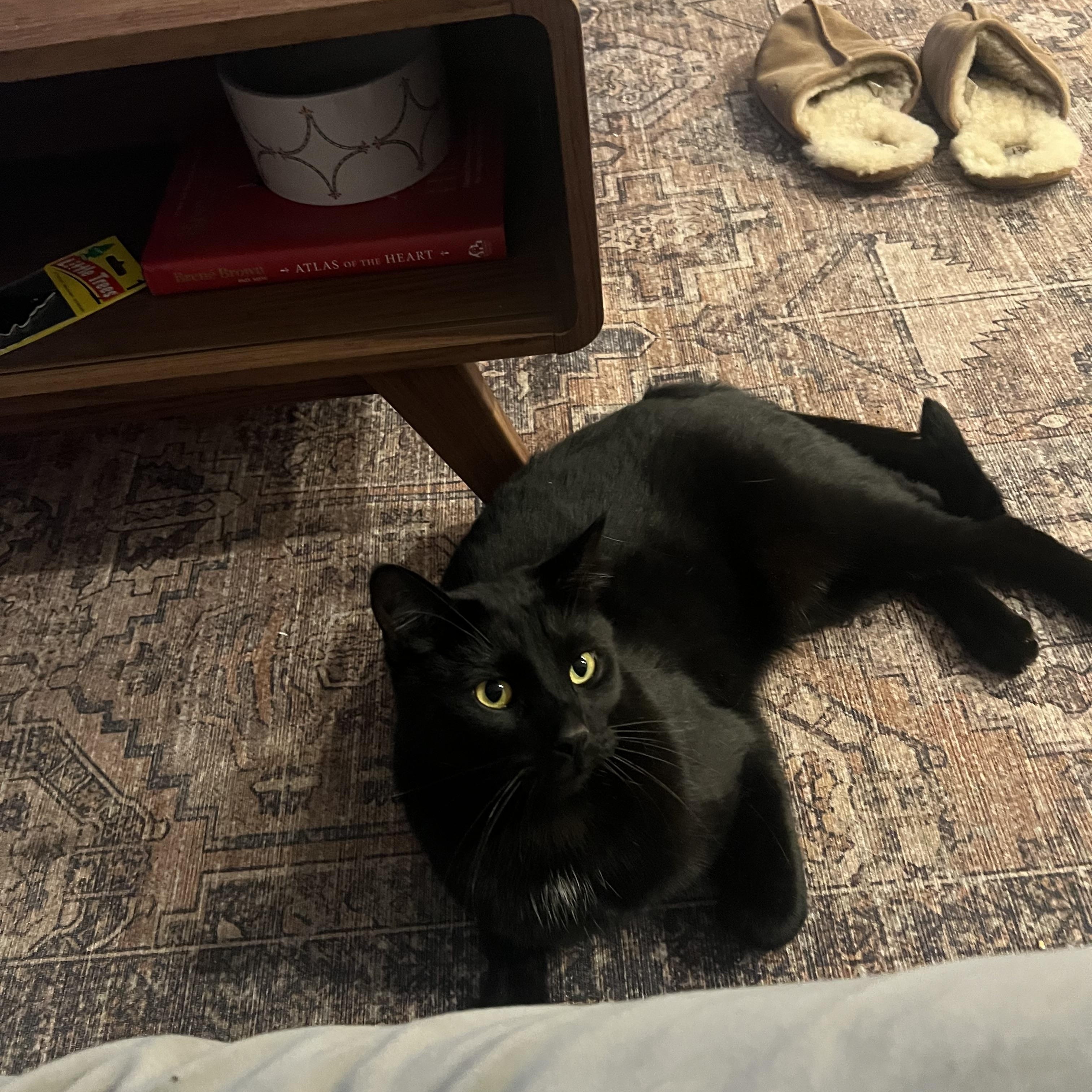 Enlarge Bubbles , a ADOPTABLE Domestic Short Hair in Columbus , OH image 4/4