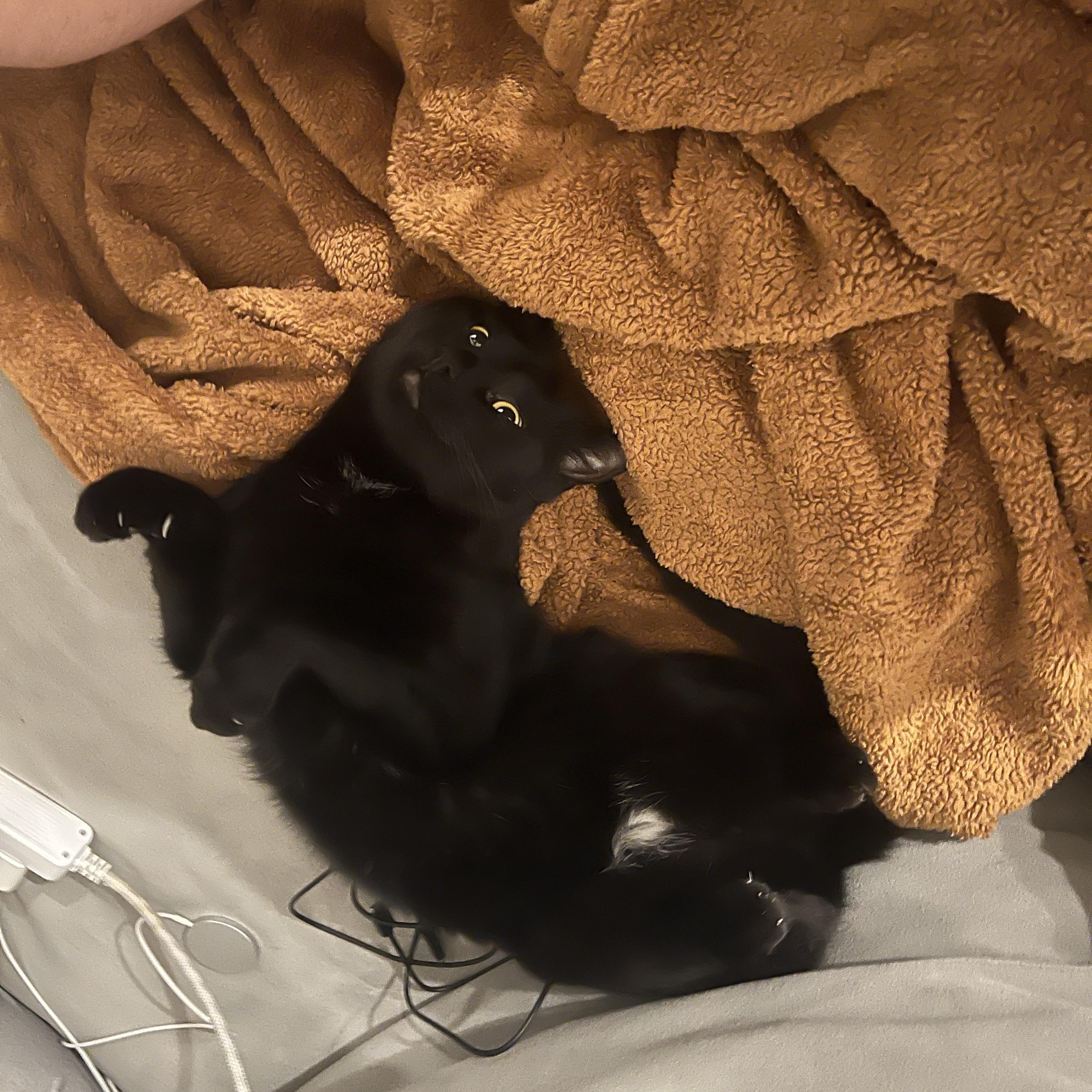 Enlarge Bubbles , a ADOPTABLE Domestic Short Hair in Columbus , OH image 3/4