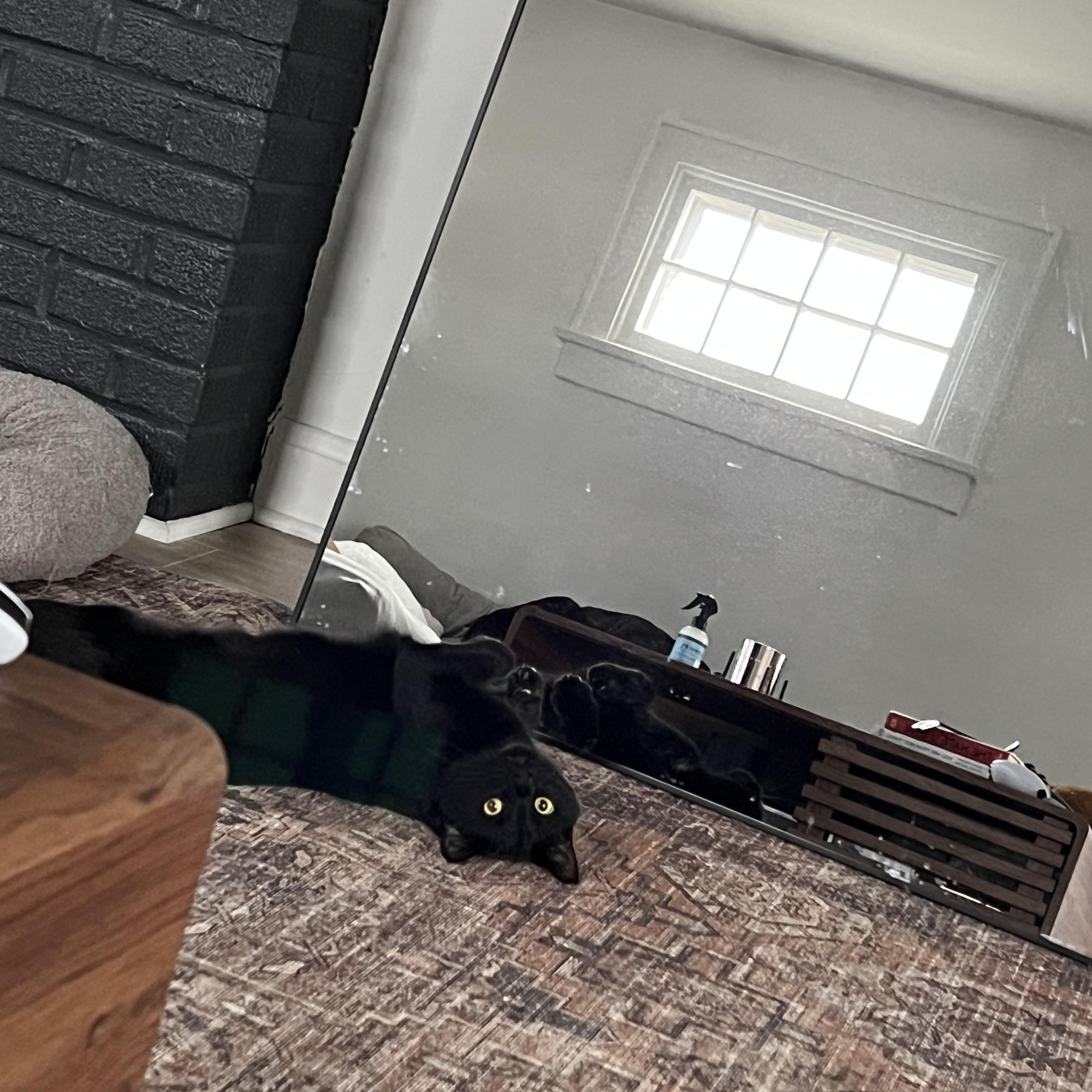 Bubbles , ADOPTABLE, Adult Male Domestic Short Hair.