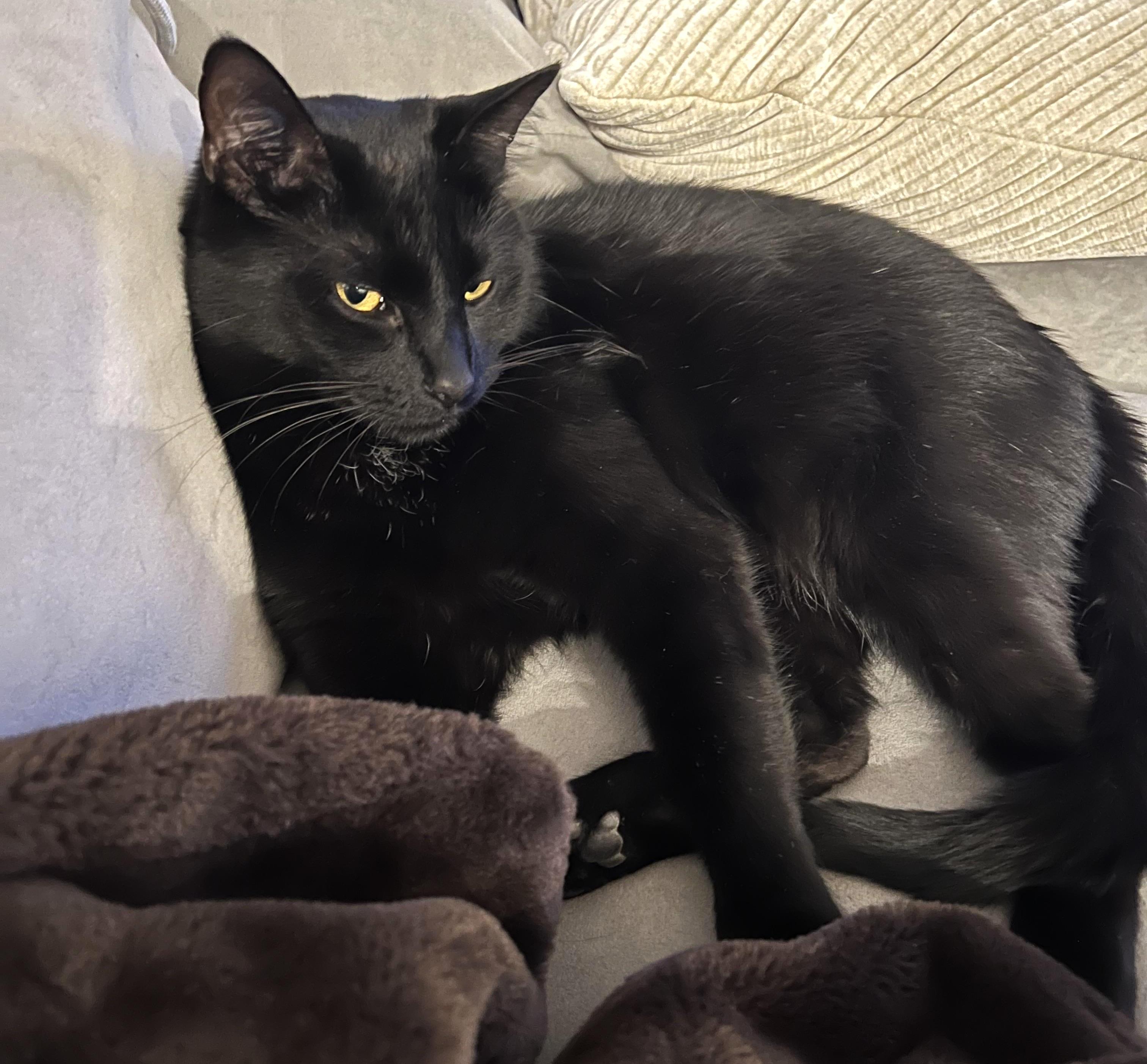 Binx, a ADOPTABLE Domestic Short Hair in Columbus , OH image 3/4