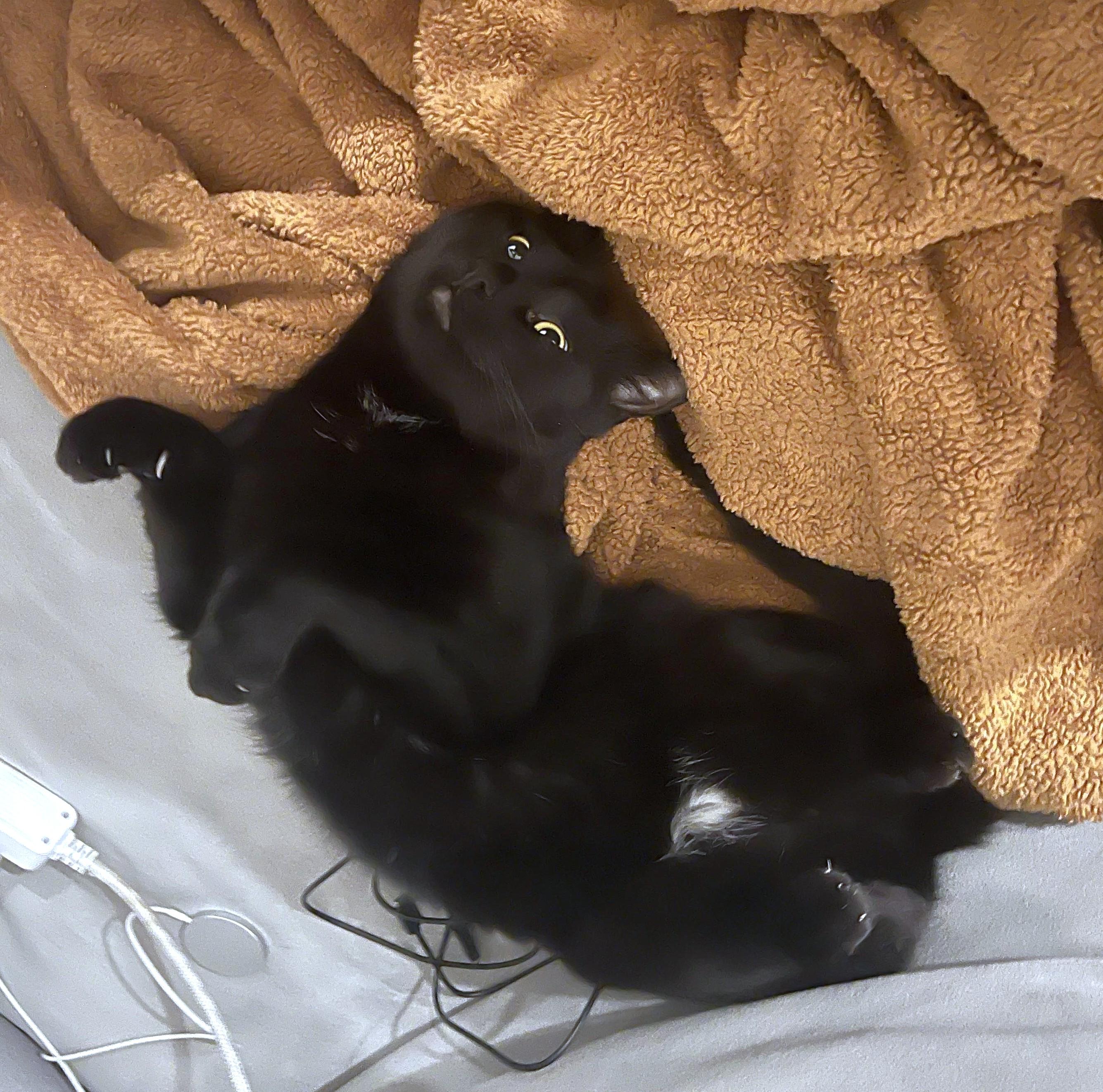 Binx, a ADOPTABLE Domestic Short Hair in Columbus , OH image 4/4