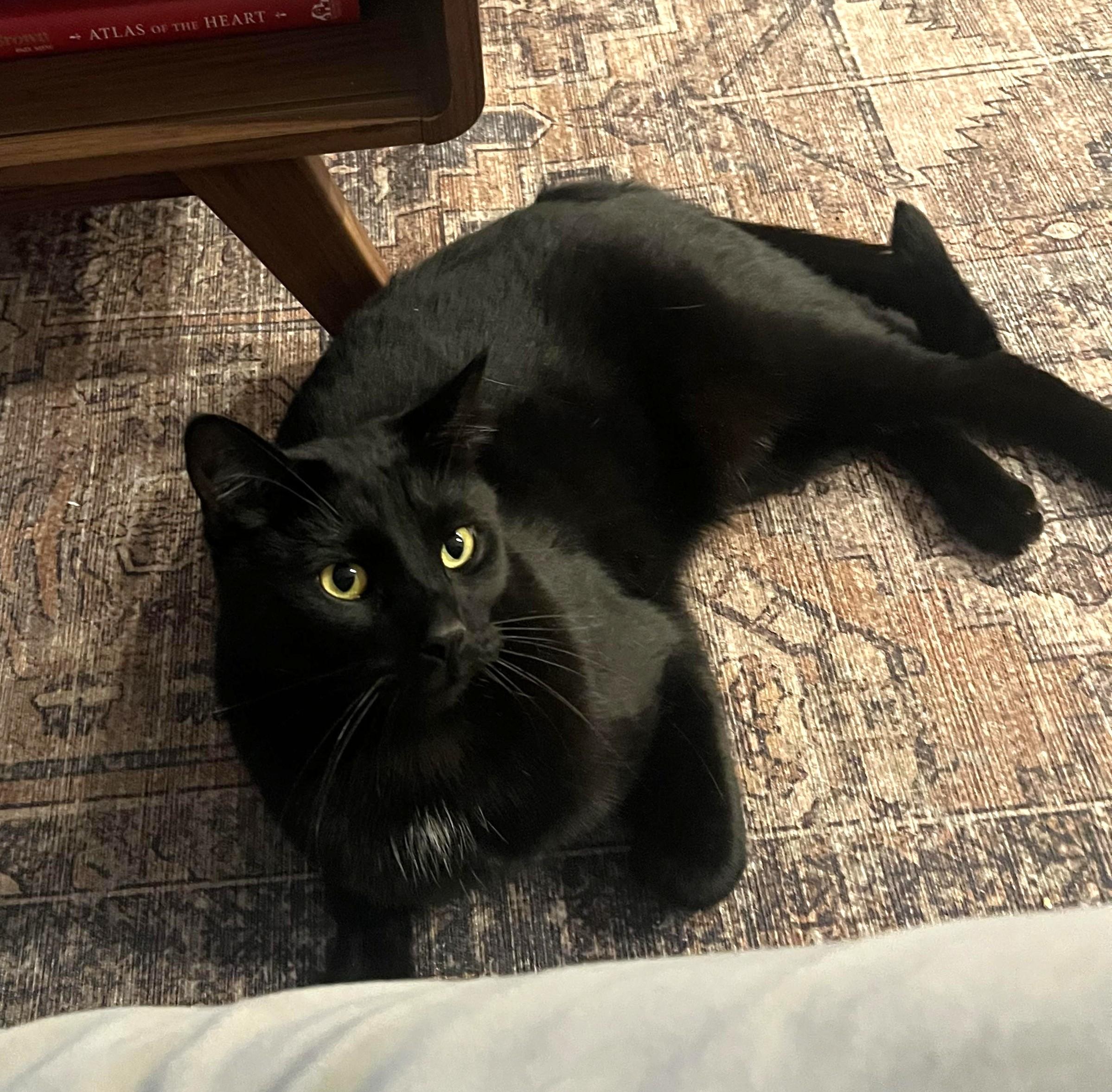 Binx, a ADOPTABLE Domestic Short Hair in Columbus , OH image 2/4