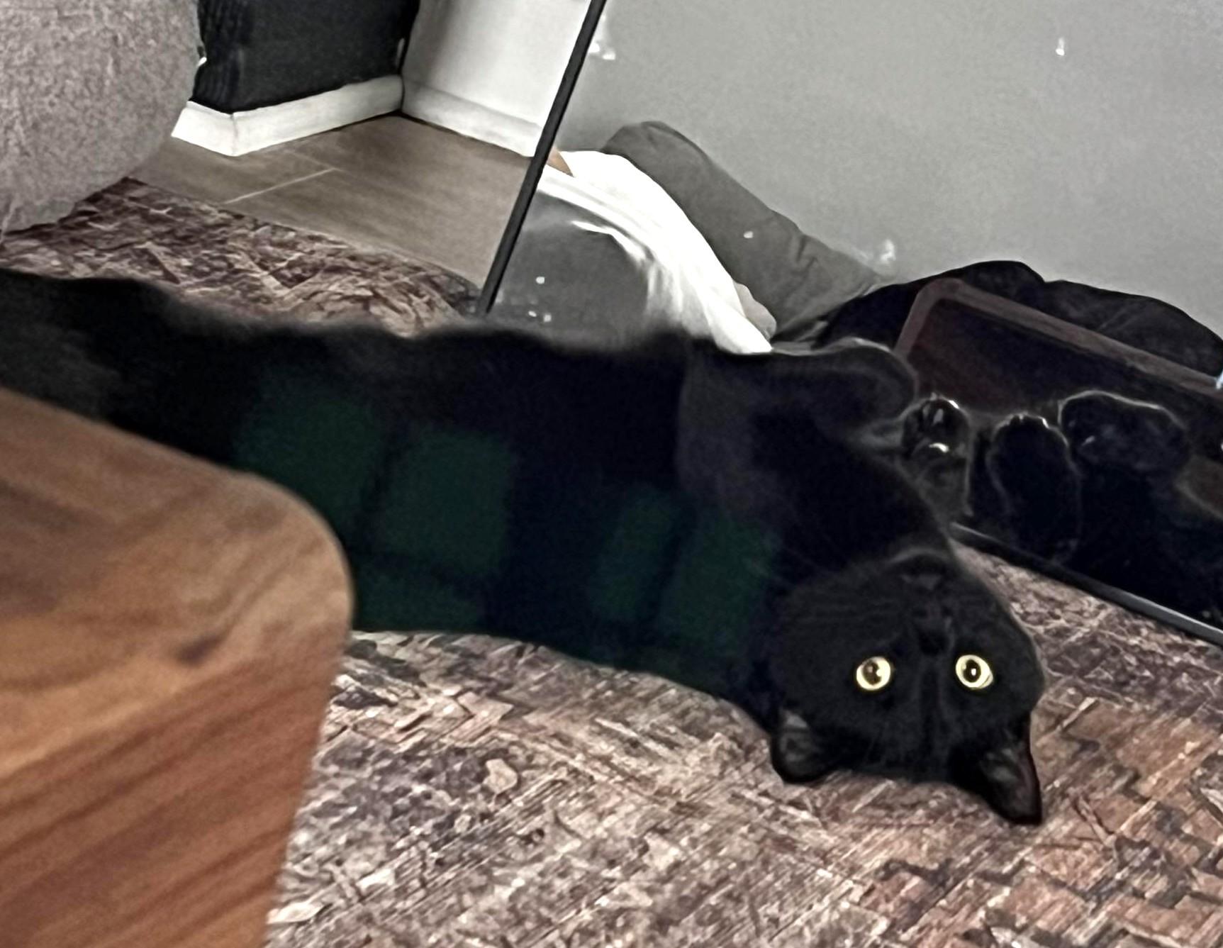 Binx, a ADOPTABLE Domestic Short Hair in Columbus , OH image 1/4
