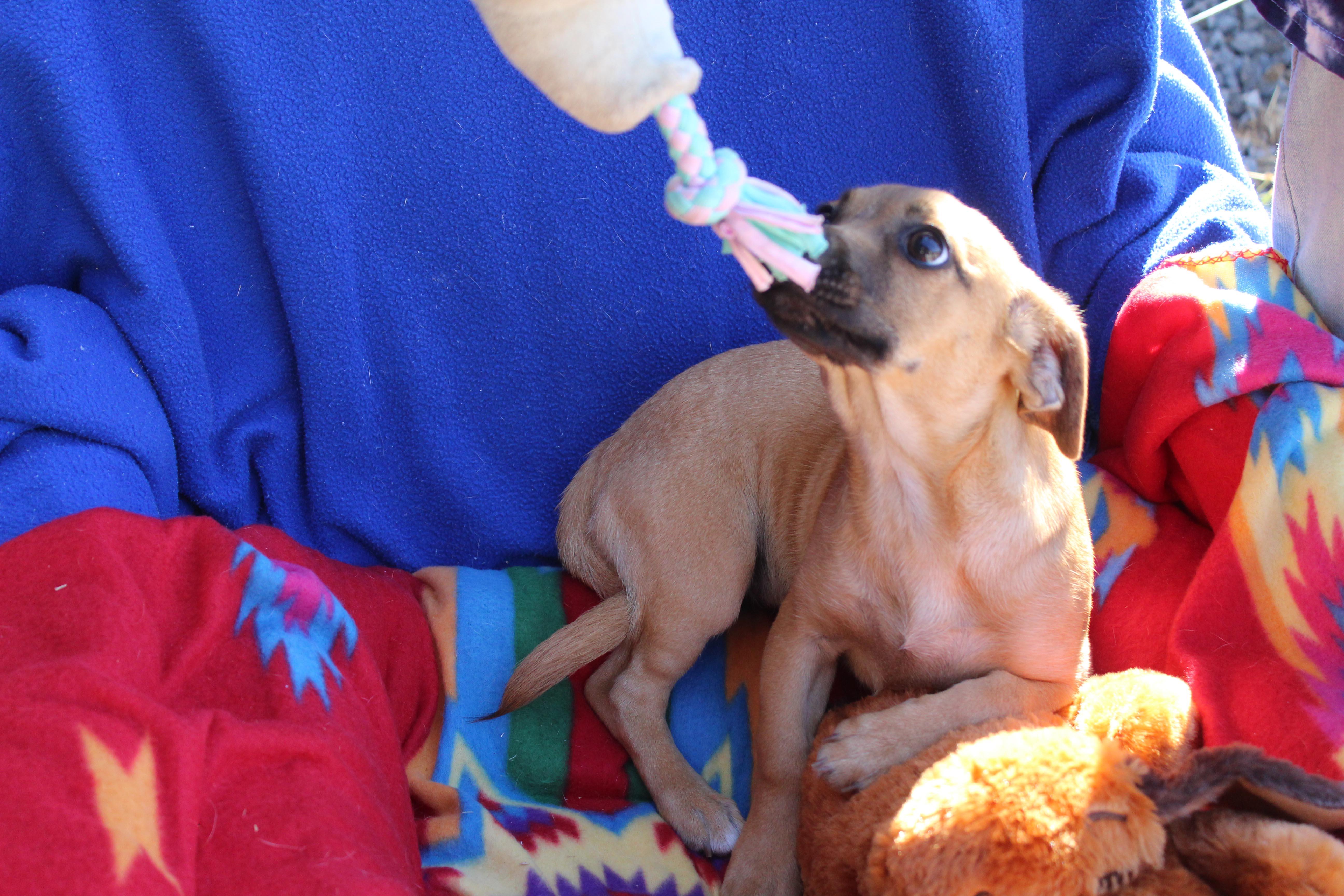 Sophie, a Adoptable mixed breed image 3/6