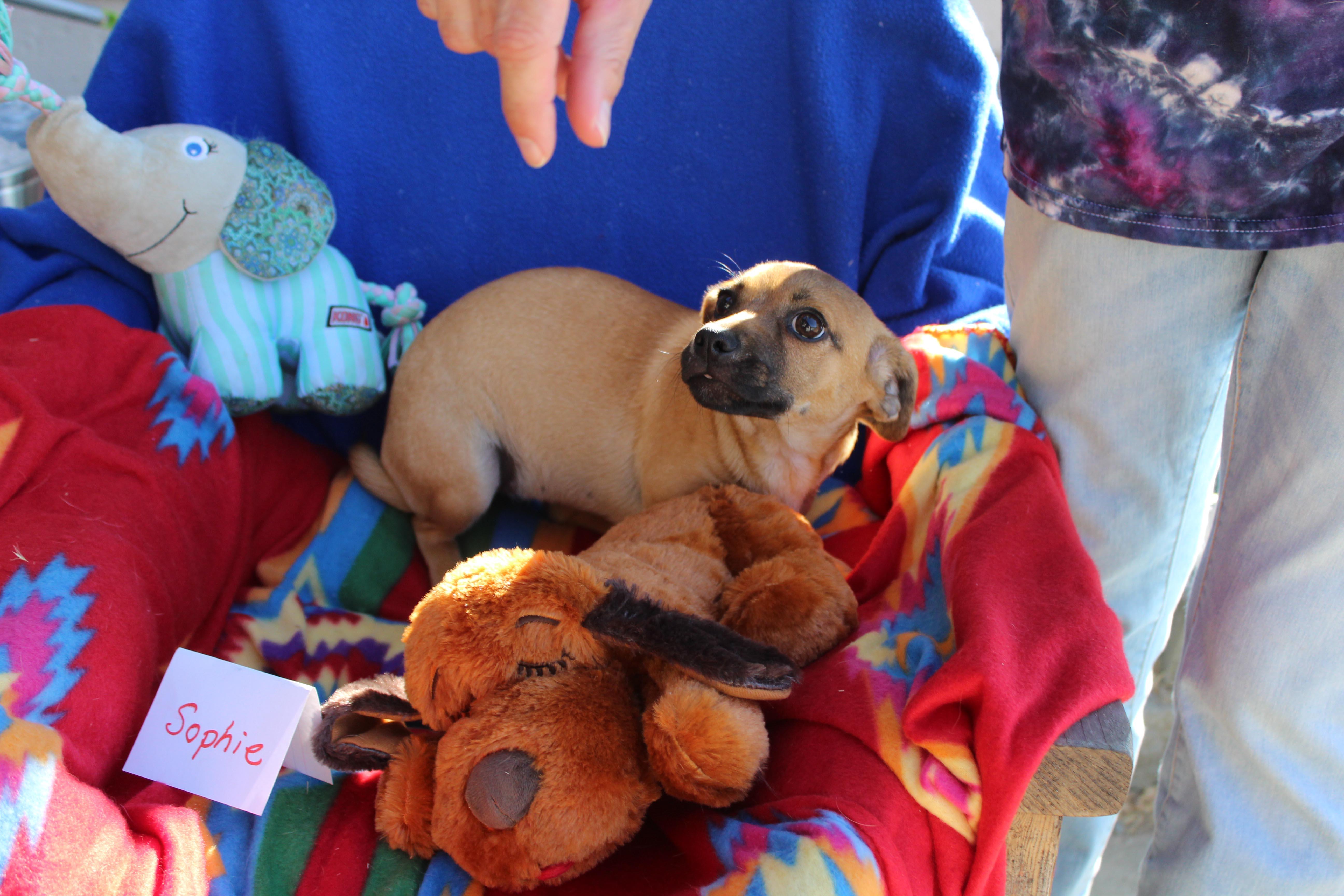 Sophie, a Adoptable mixed breed image 4/6