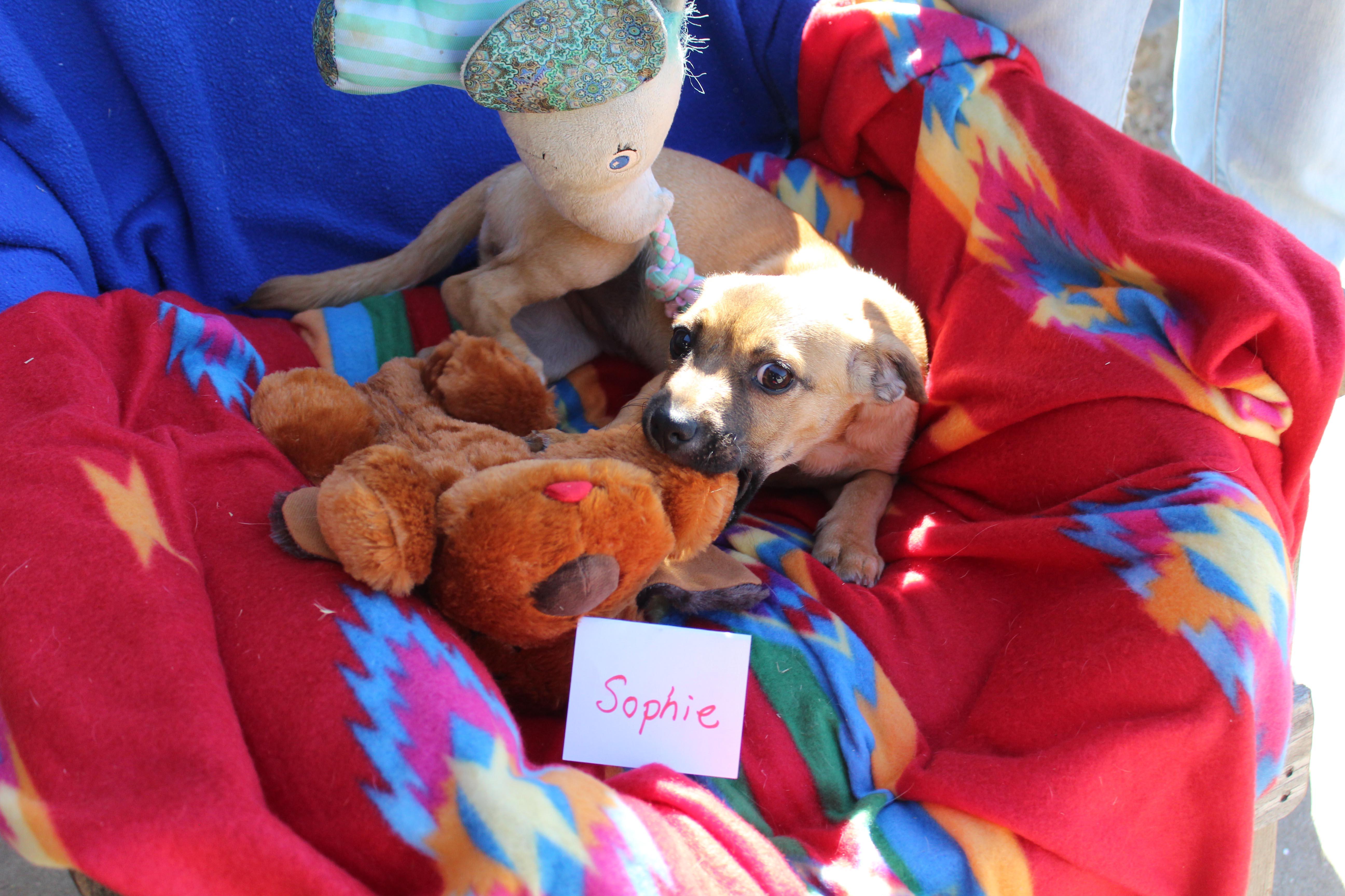 Sophie, a Adoptable mixed breed image 5/6