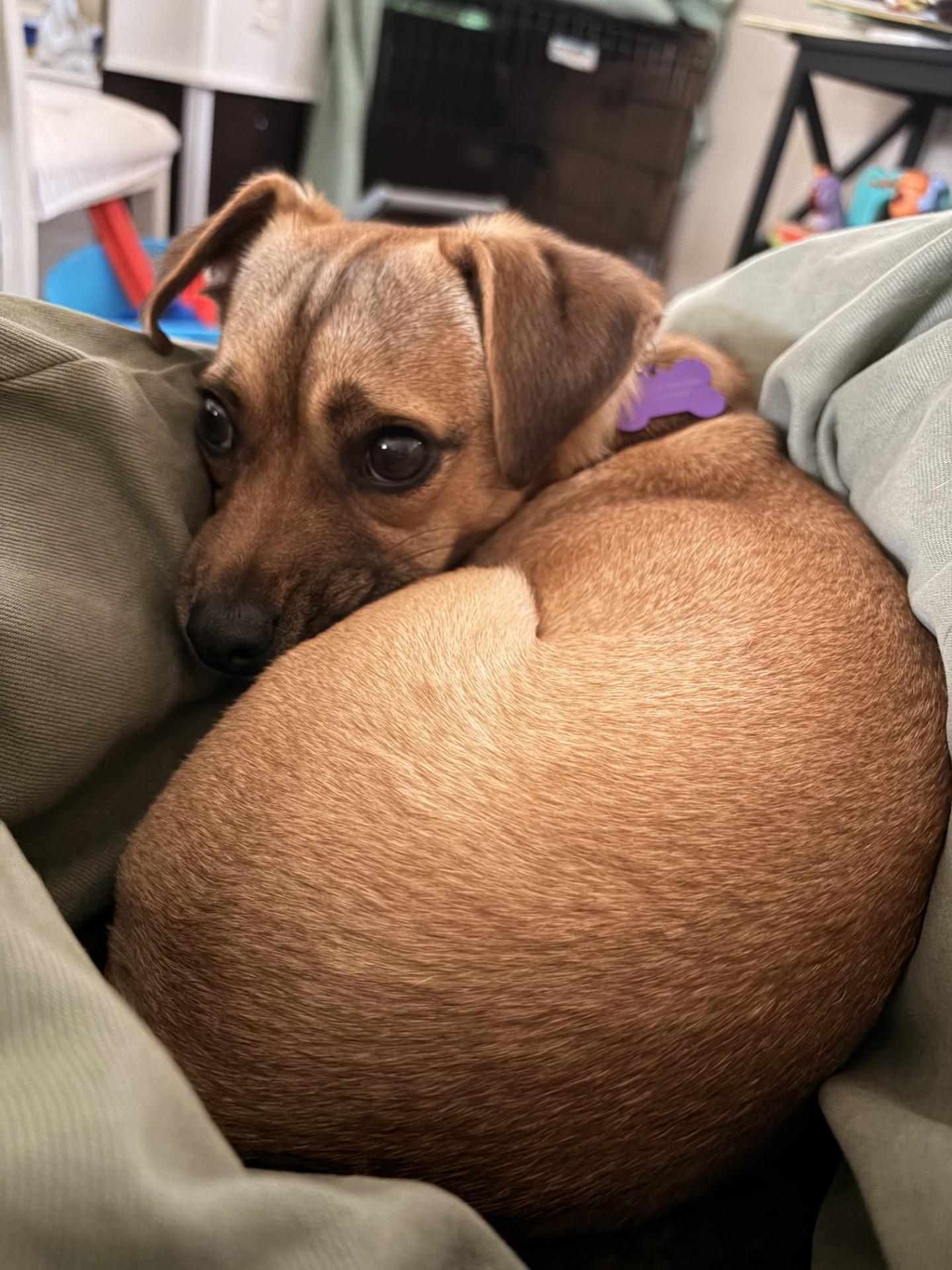 Enlarge Sophie, a Adoptable mixed breed in Imperial Beach, CA image 2/6