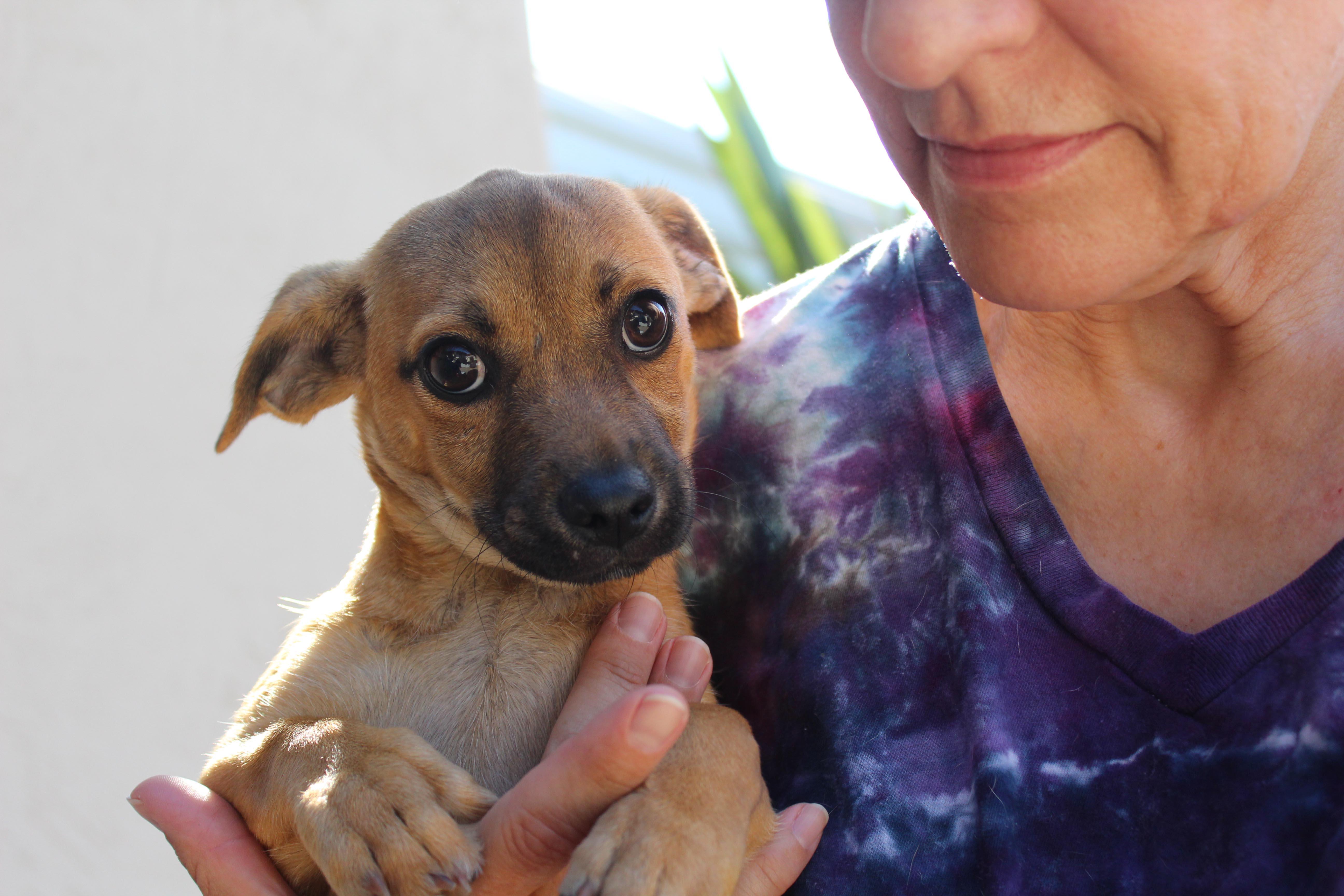 Sophie, a Adoptable mixed breed image 1/6