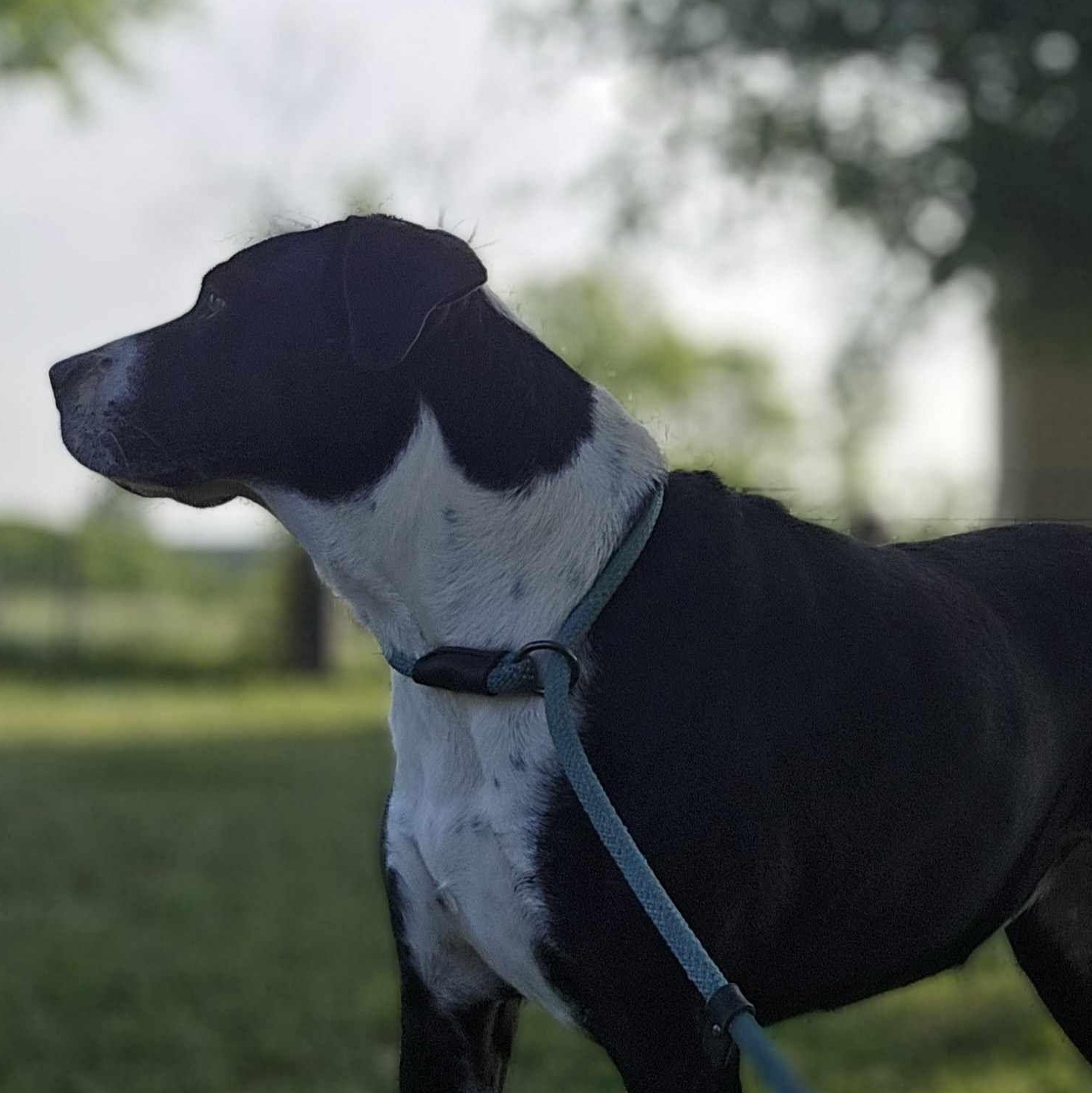 Molly, Adoptable, Adult Female Great Dane & Pit Bull Terrier.