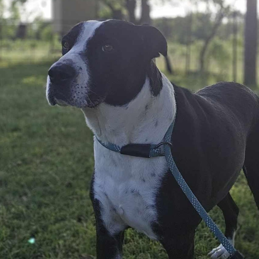 Molly, an adoptable Great Dane, Pit Bull Terrier in Kempner, TX, 76539 | Photo Image 4