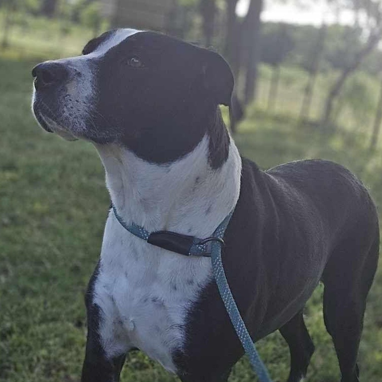 Enlarge Molly, a Adoptable mixed breed in Kempner, TX image 3/6