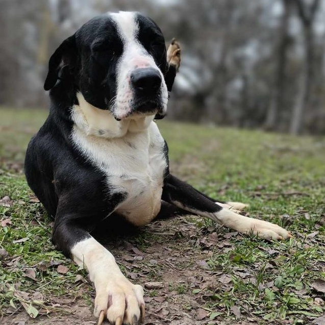 Enlarge Molly, a Adoptable mixed breed in Kempner, TX image 5/6