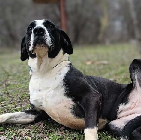 Enlarge Molly, a Adoptable mixed breed in Kempner, TX image 6/6