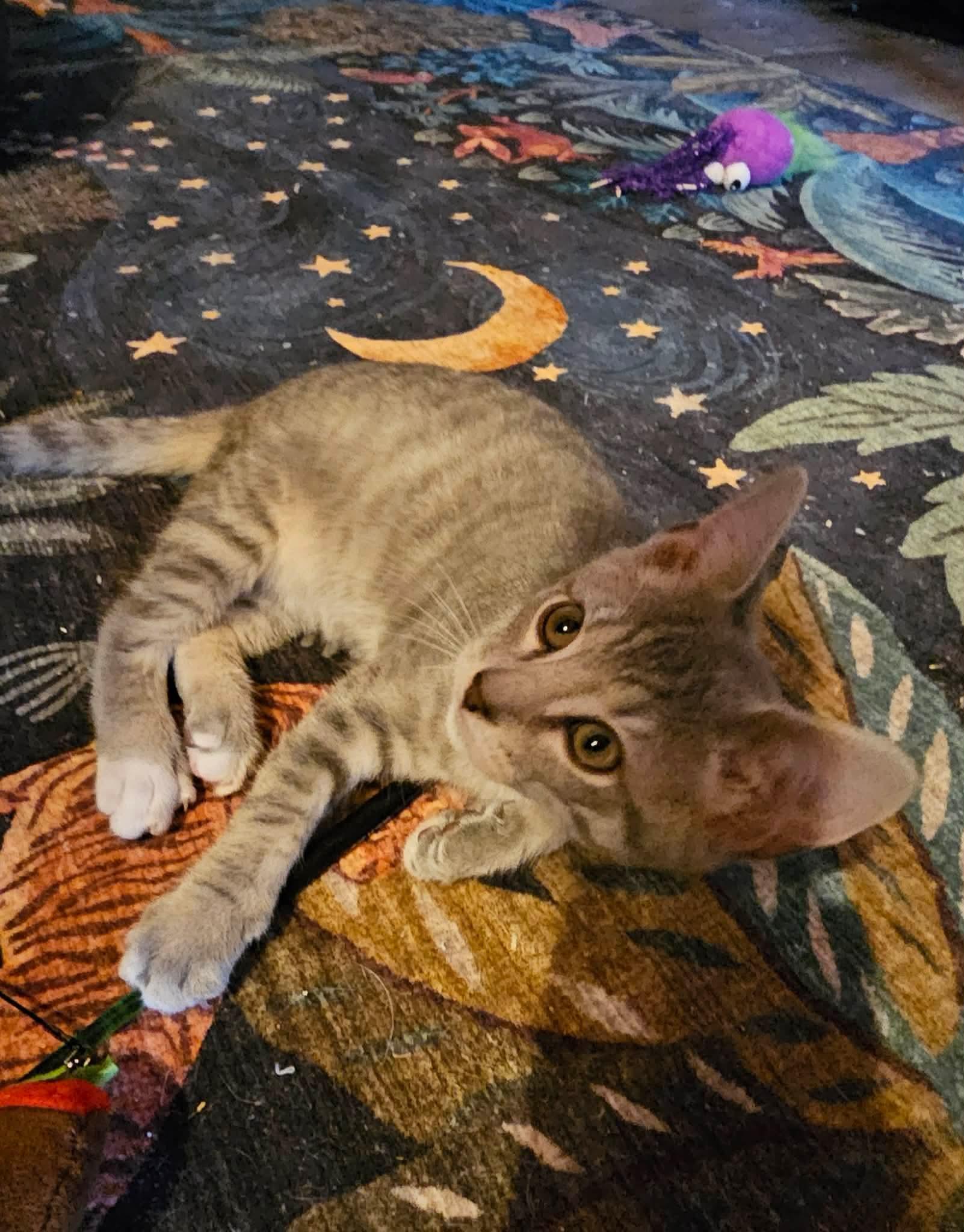 Enlarge Stitch , a ADOPTABLE Domestic Short Hair in Fort Oglethorpe, GA image 1/3