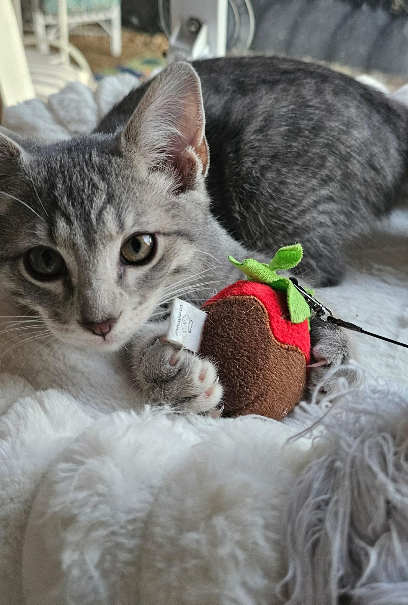 Enlarge Stitch , a ADOPTABLE Domestic Short Hair in Fort Oglethorpe, GA image 2/3