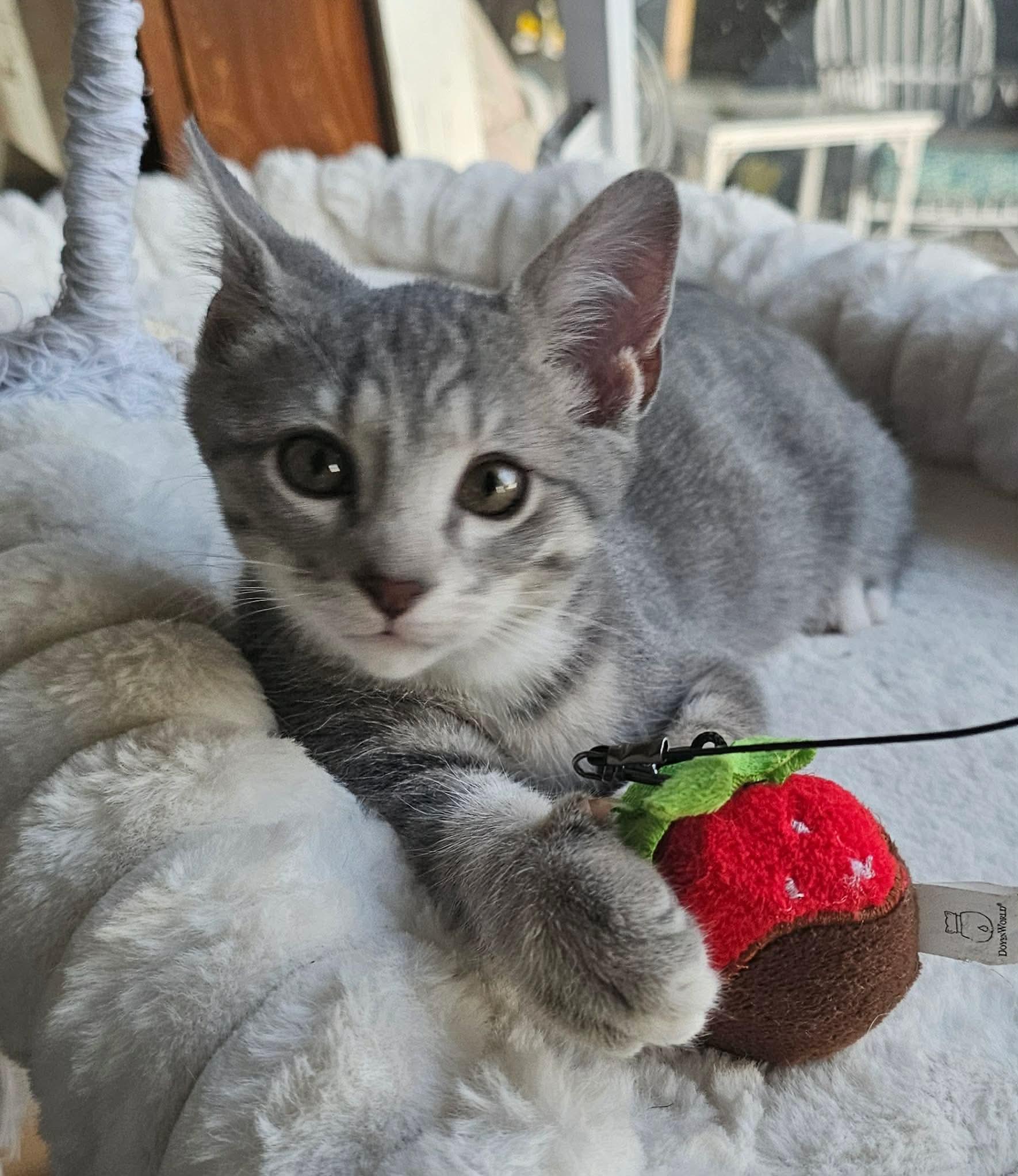 Enlarge Stitch , a ADOPTABLE Domestic Short Hair in Fort Oglethorpe, GA image 3/3