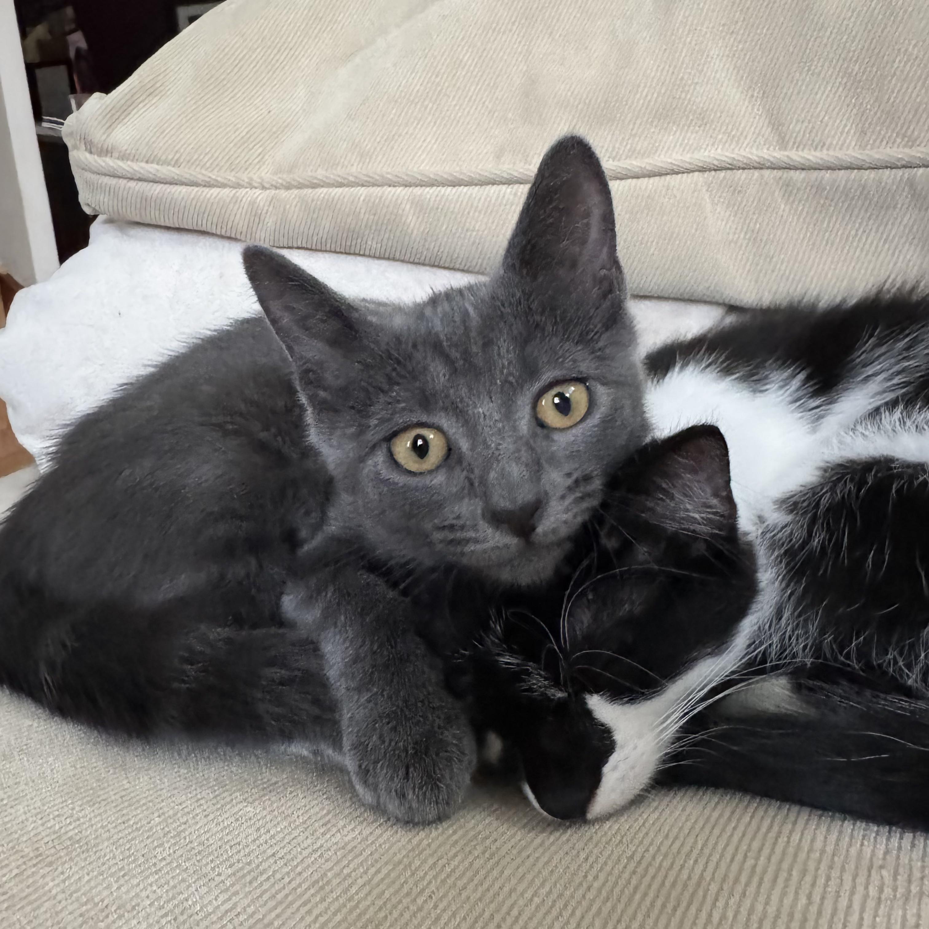Agnes, Adopted, Kitten Female Domestic Short Hair.
